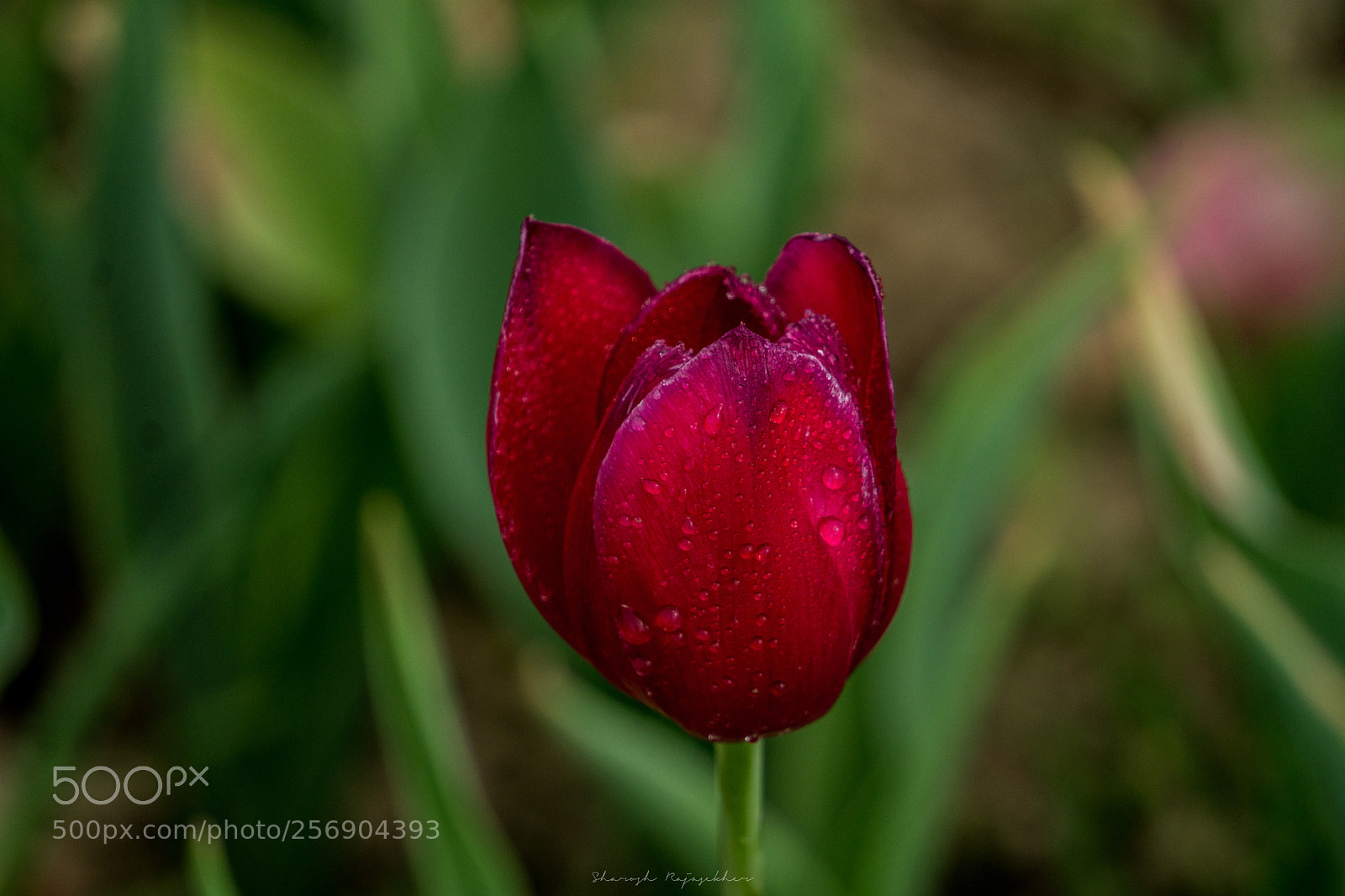 Sony a6000 sample photo. Tulip flowers photography