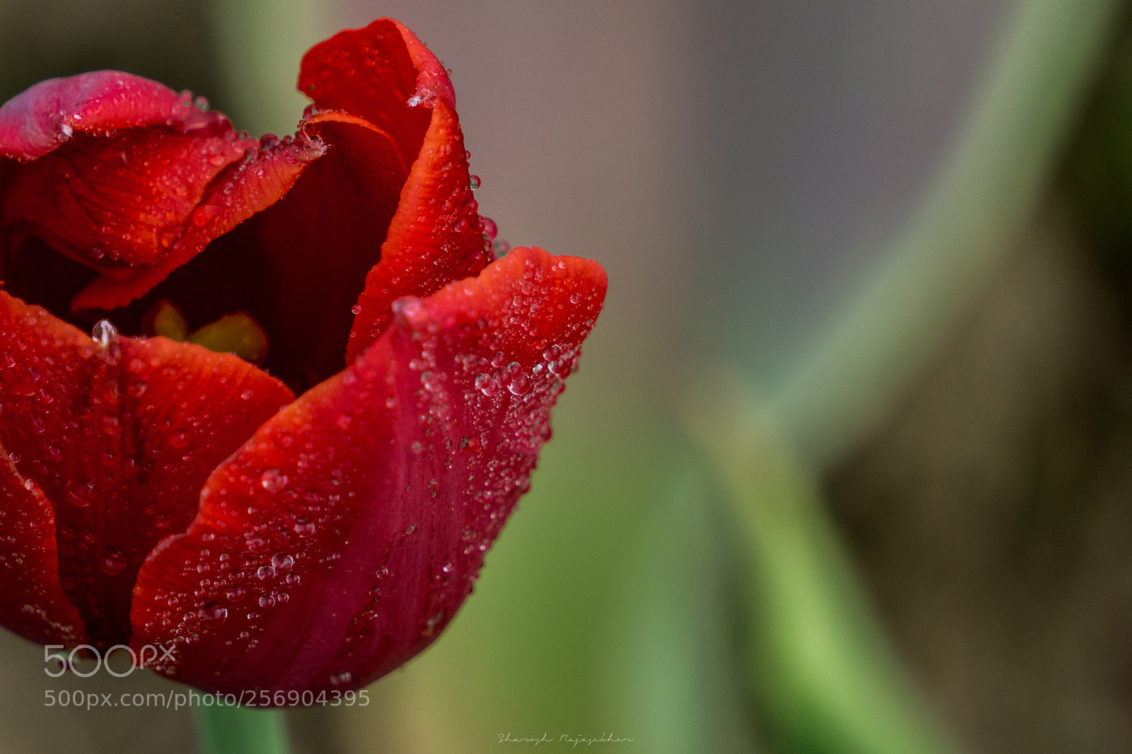Sony a6000 sample photo. Tulip flowers photography