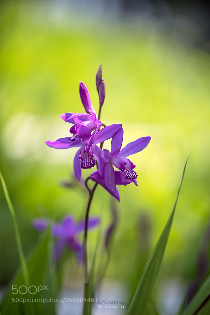 Pentax K-1 sample photo. At the garden of photography