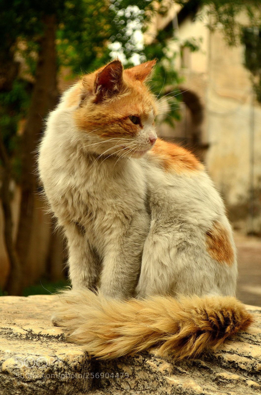 Nikon D5100 sample photo. Street cat photography