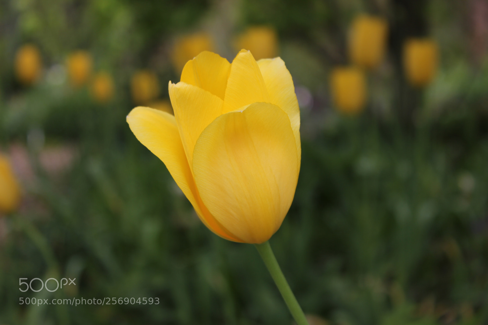 Canon EOS 550D (EOS Rebel T2i / EOS Kiss X4) sample photo. Tulips, edward's gardens, toronto photography