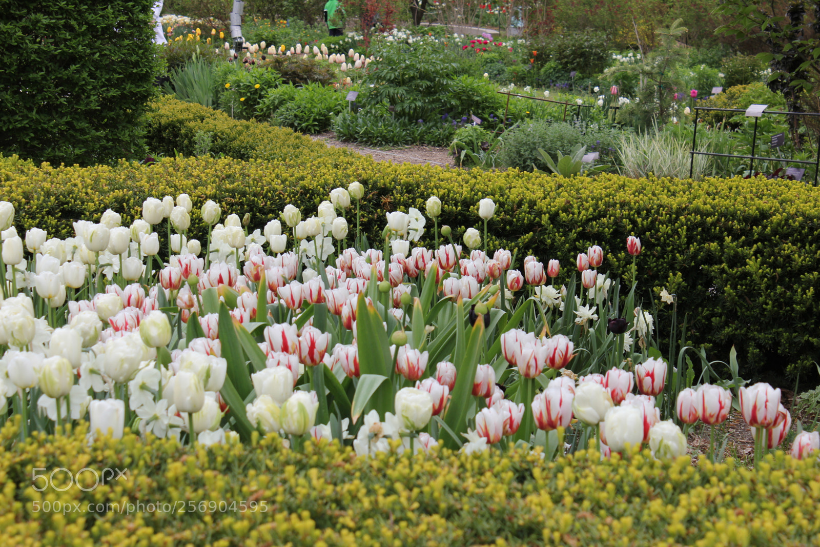 Canon EOS 550D (EOS Rebel T2i / EOS Kiss X4) sample photo. Tulips, edward's gardens, toronto photography