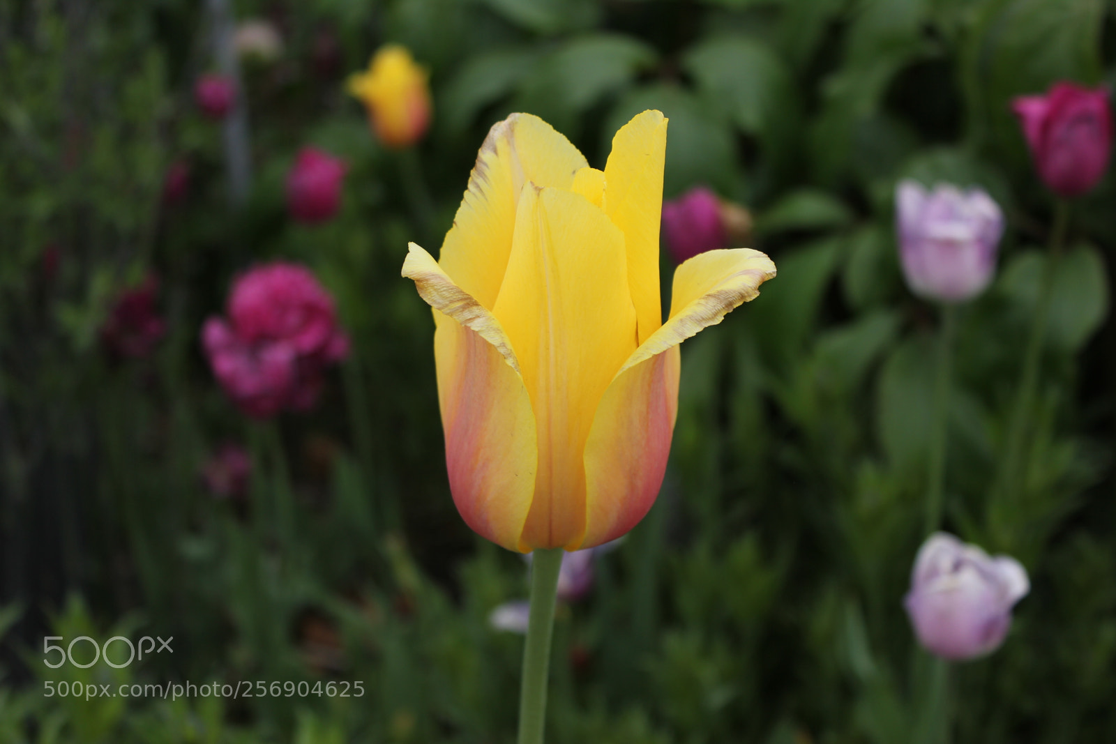 Canon EOS 550D (EOS Rebel T2i / EOS Kiss X4) sample photo. Tulips, edward's gardens, toronto photography