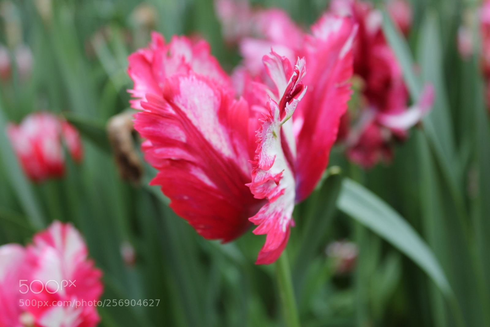 Canon EOS 550D (EOS Rebel T2i / EOS Kiss X4) sample photo. Tulips, edward's gardens, toronto photography