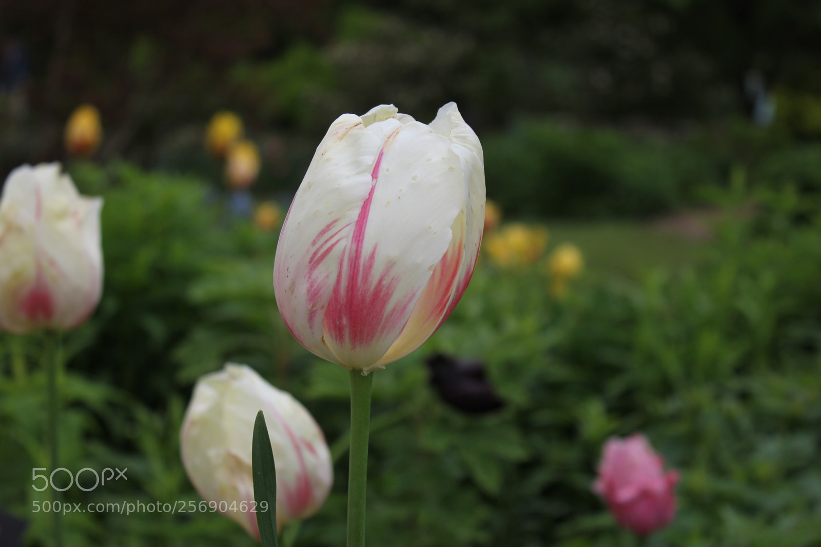 Canon EOS 550D (EOS Rebel T2i / EOS Kiss X4) sample photo. Tulips, edward's gardens, toronto photography