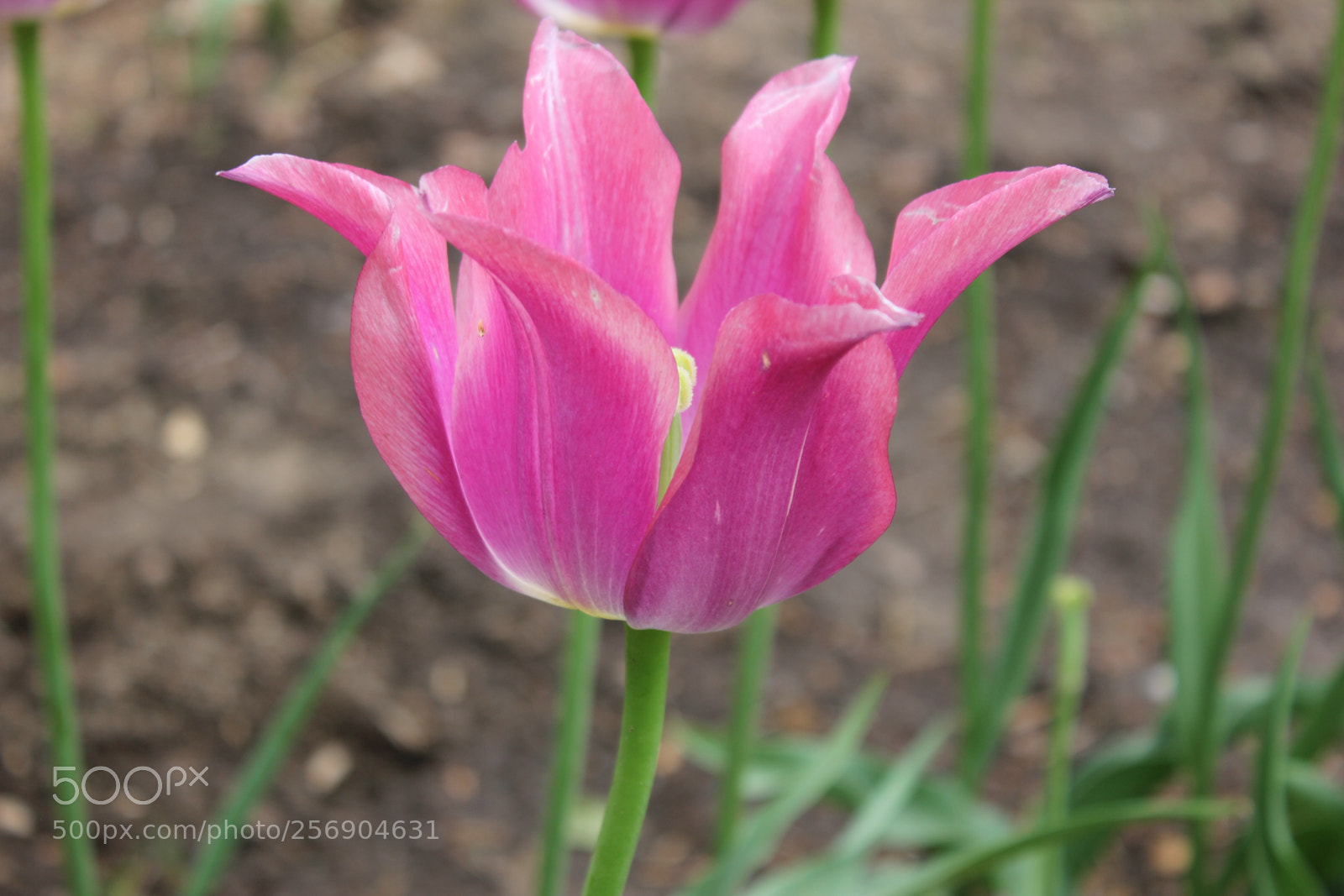 Canon EOS 550D (EOS Rebel T2i / EOS Kiss X4) sample photo. Tulips, edward's gardens, toronto photography