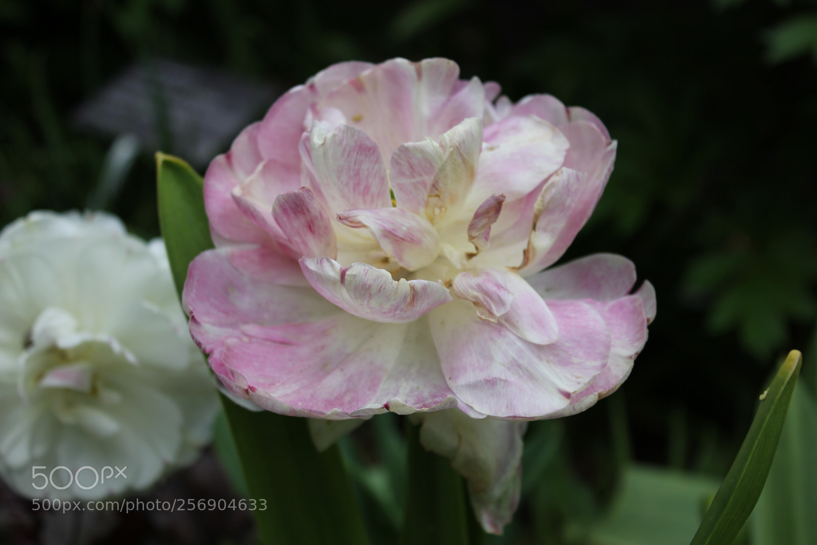 Canon EOS 550D (EOS Rebel T2i / EOS Kiss X4) sample photo. Tulips, edward's gardens, toronto photography