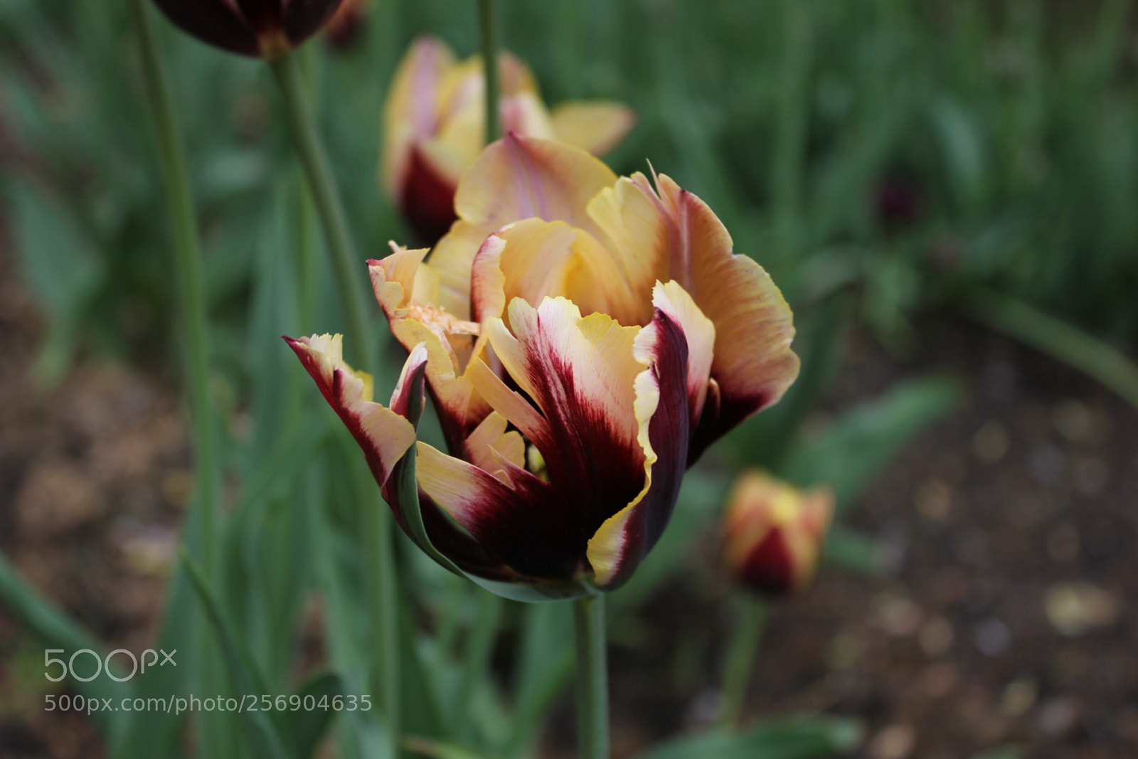 Canon EOS 550D (EOS Rebel T2i / EOS Kiss X4) sample photo. Tulips, edward's gardens, toronto photography