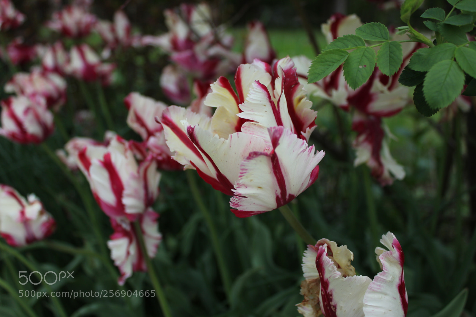 Canon EOS 550D (EOS Rebel T2i / EOS Kiss X4) sample photo. Tulips, edward's gardens, toronto photography