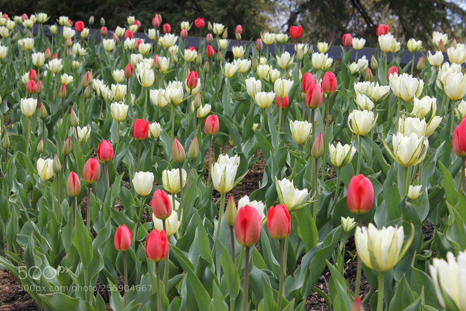 Canon EOS 550D (EOS Rebel T2i / EOS Kiss X4) sample photo. Tulips, edward's gardens, toronto photography