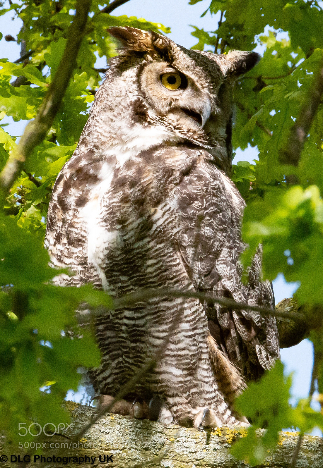 Canon EOS 70D sample photo. Lond eared owl photography