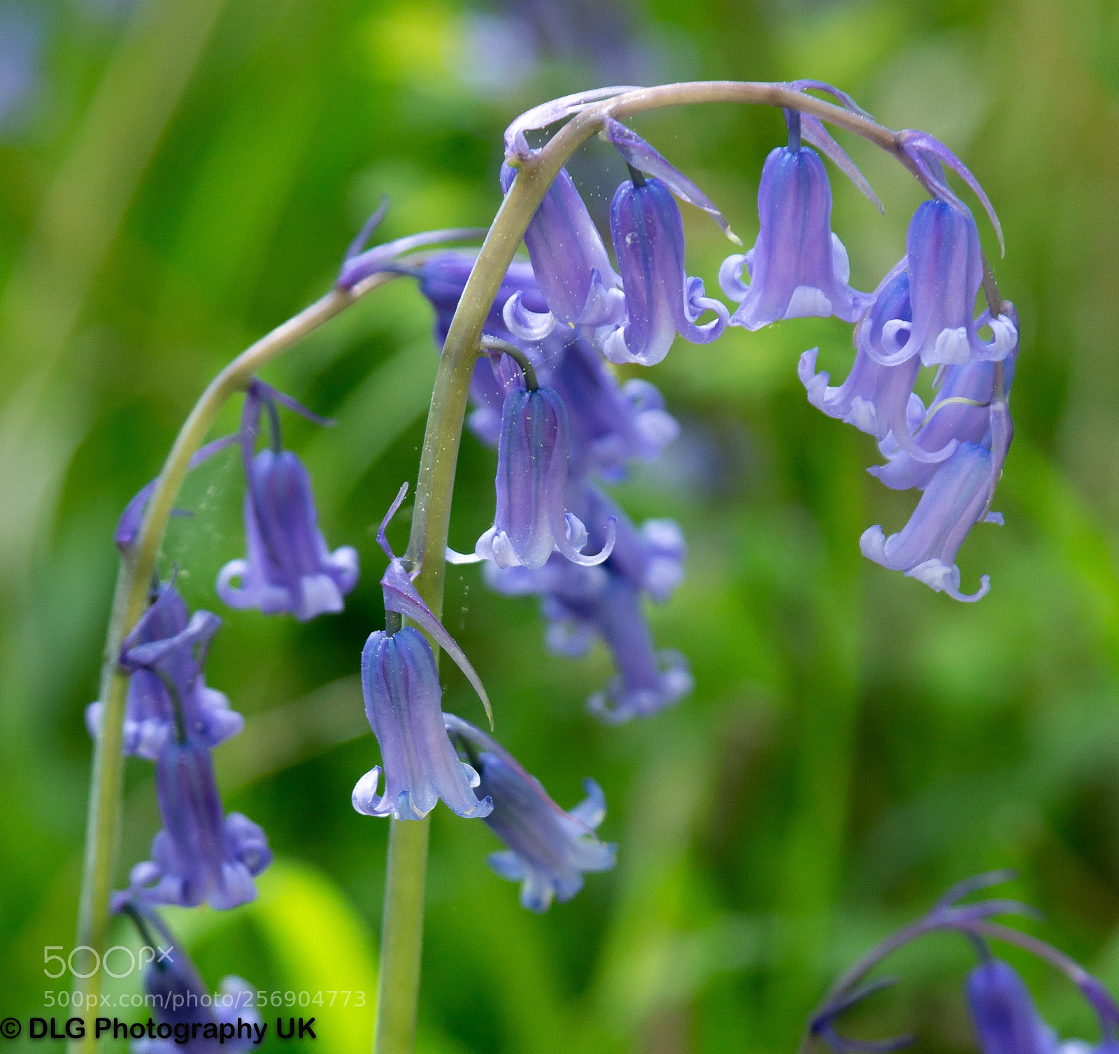 Canon EOS 70D sample photo. Bluebells photography