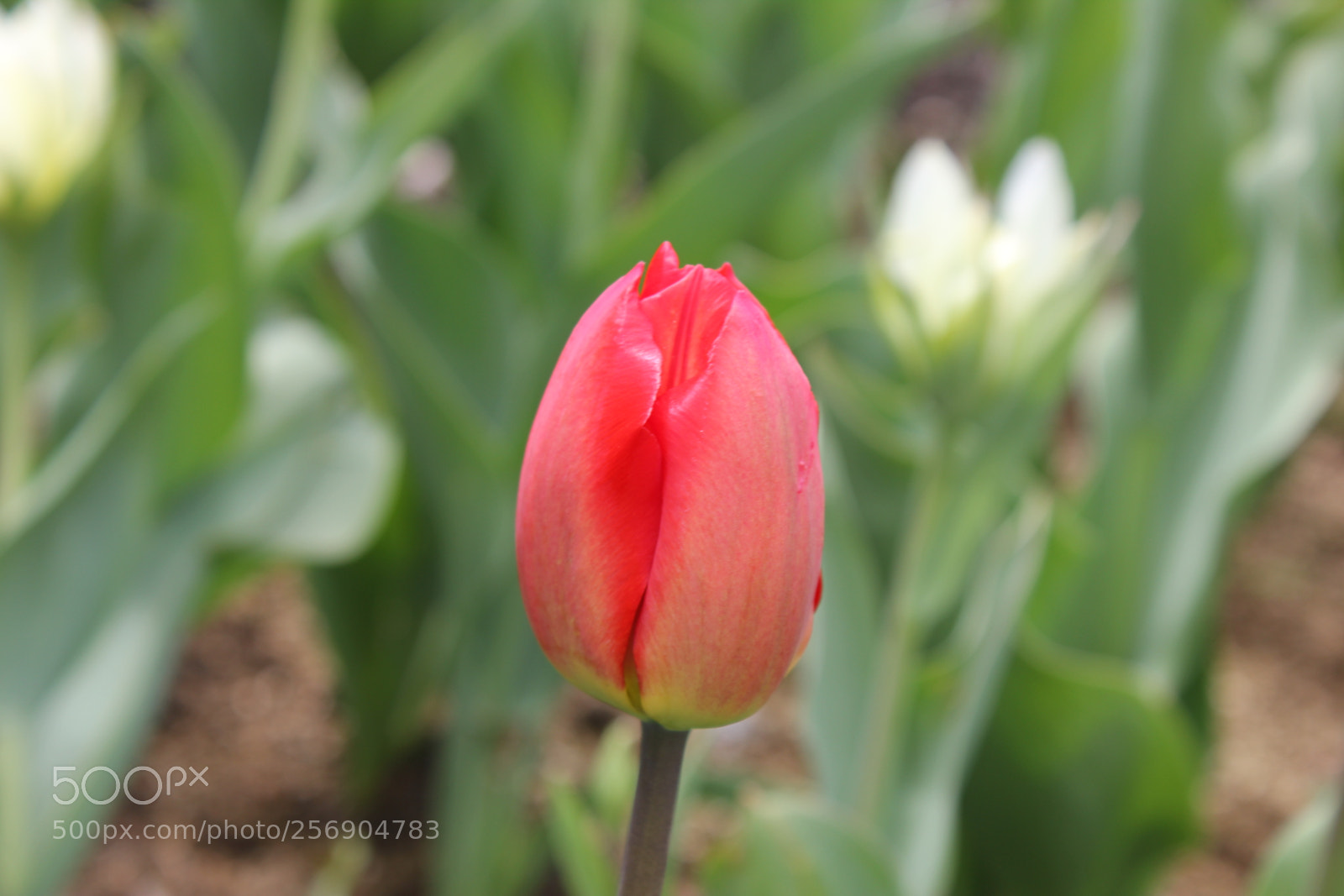 Canon EOS 550D (EOS Rebel T2i / EOS Kiss X4) sample photo. Tulips, edward's gardens, toronto photography