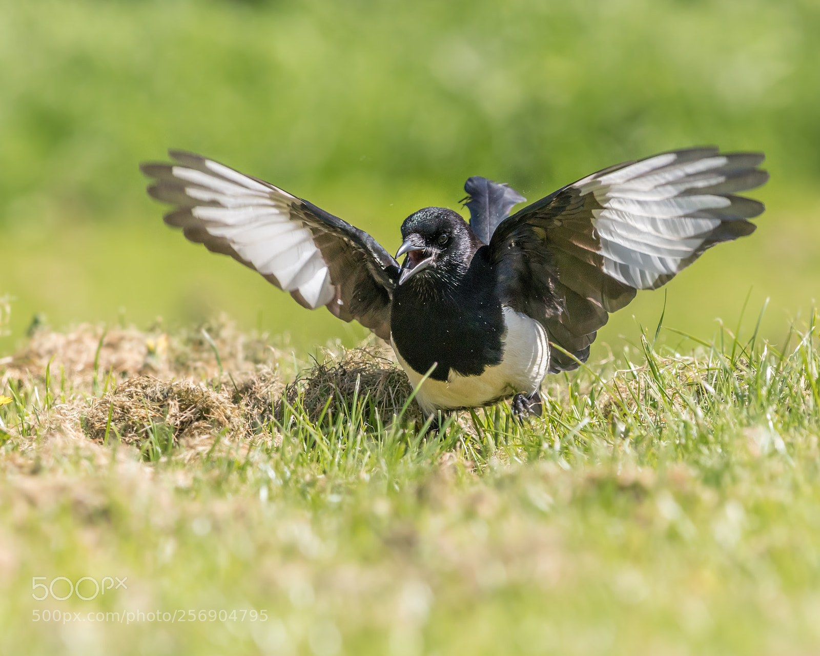 Canon EOS 80D sample photo. Magpie photography