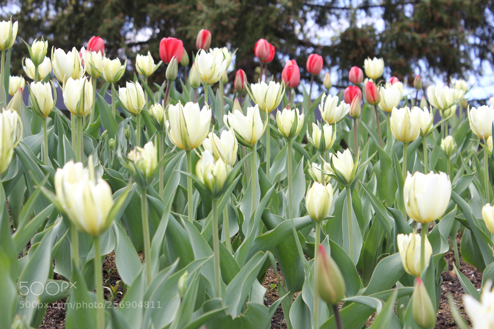 Canon EOS 550D (EOS Rebel T2i / EOS Kiss X4) sample photo. Tulips, edward's gardens, toronto photography