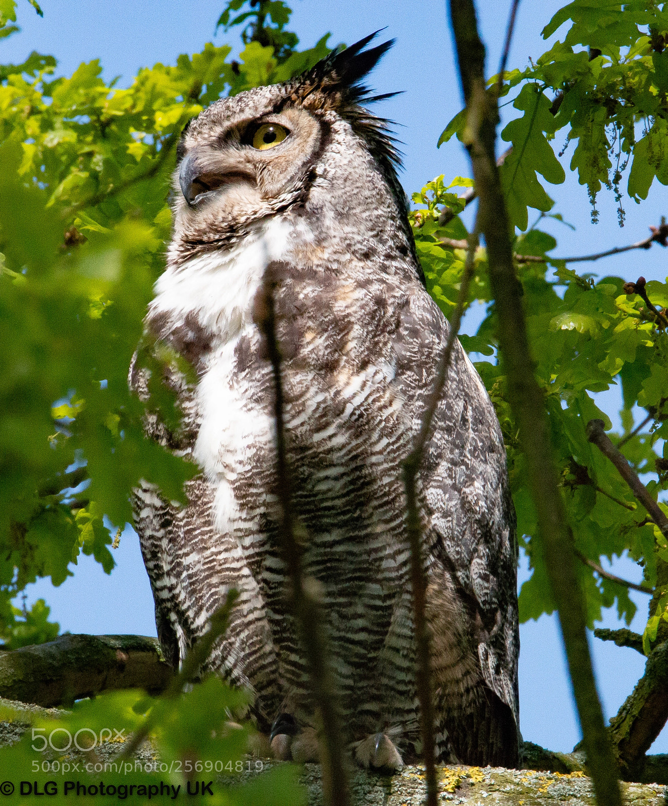 Canon EOS 70D sample photo. Long eared owl 3 photography