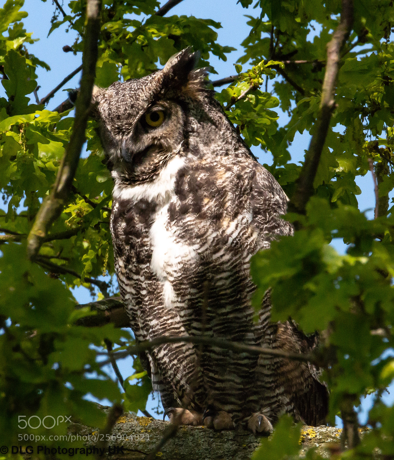 Canon EOS 70D sample photo. Long eaed owl 2 photography