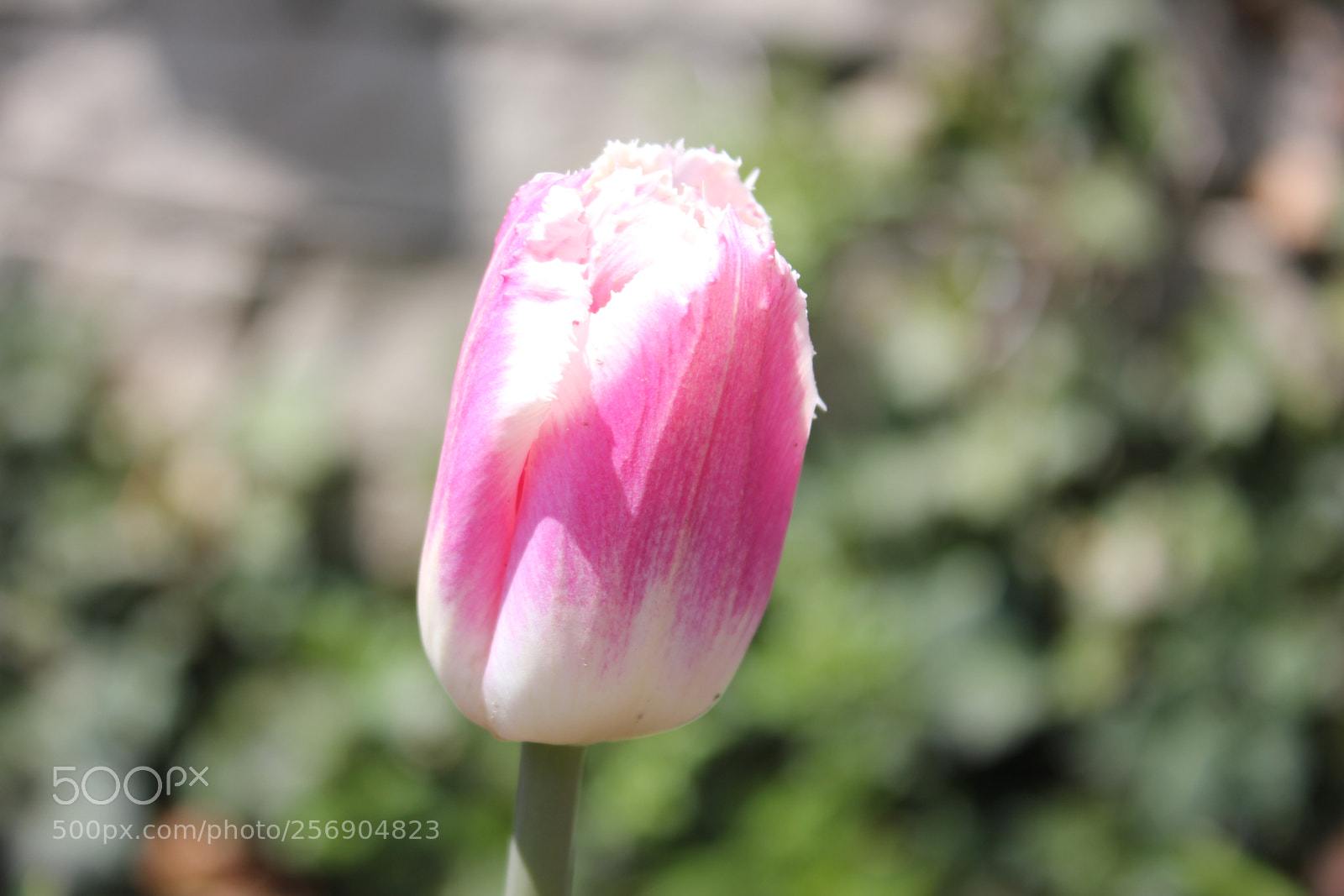 Canon EOS 550D (EOS Rebel T2i / EOS Kiss X4) sample photo. Tulips, edward's gardens, toronto photography