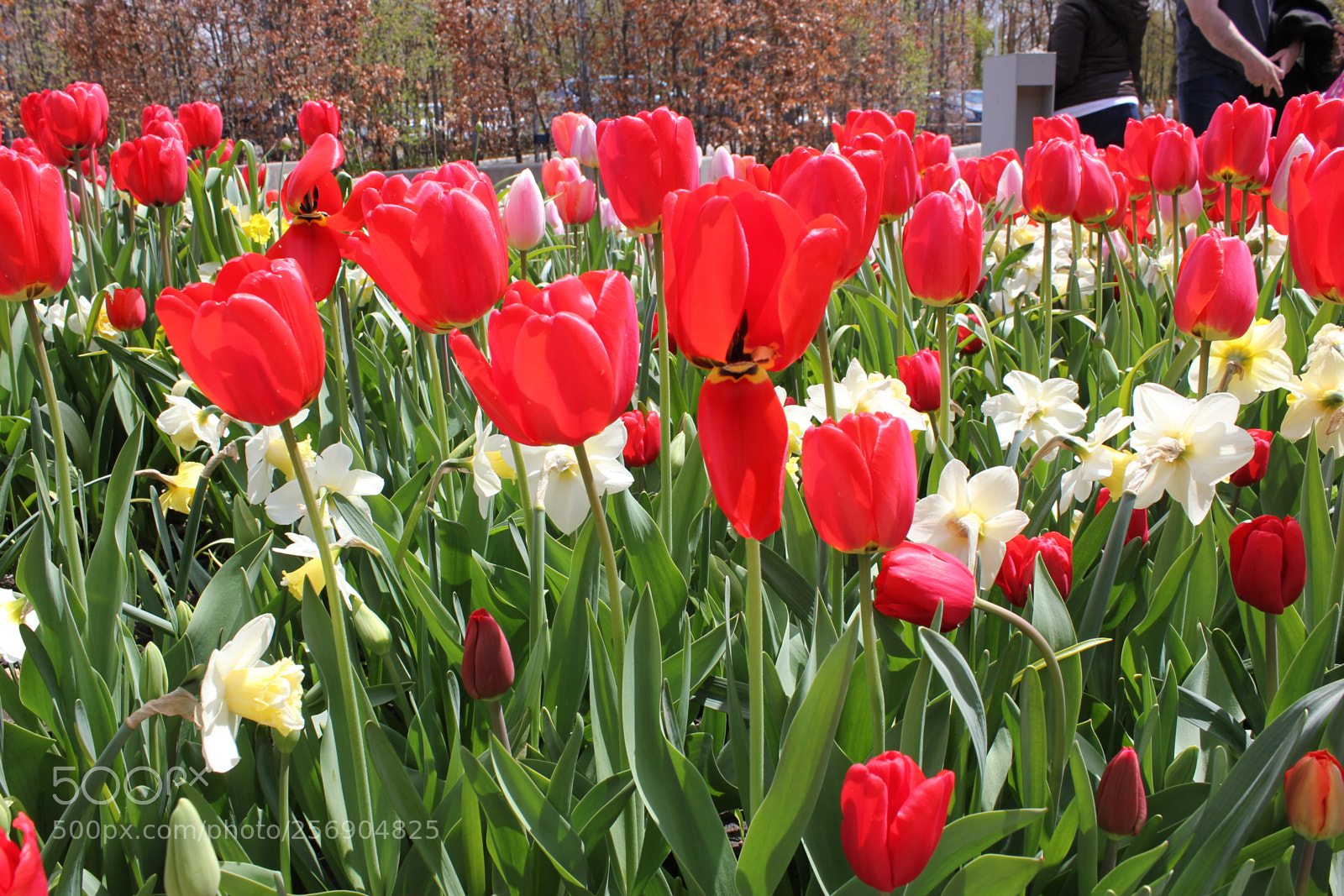 Canon EOS 550D (EOS Rebel T2i / EOS Kiss X4) sample photo. Tulips, edward's gardens, toronto photography