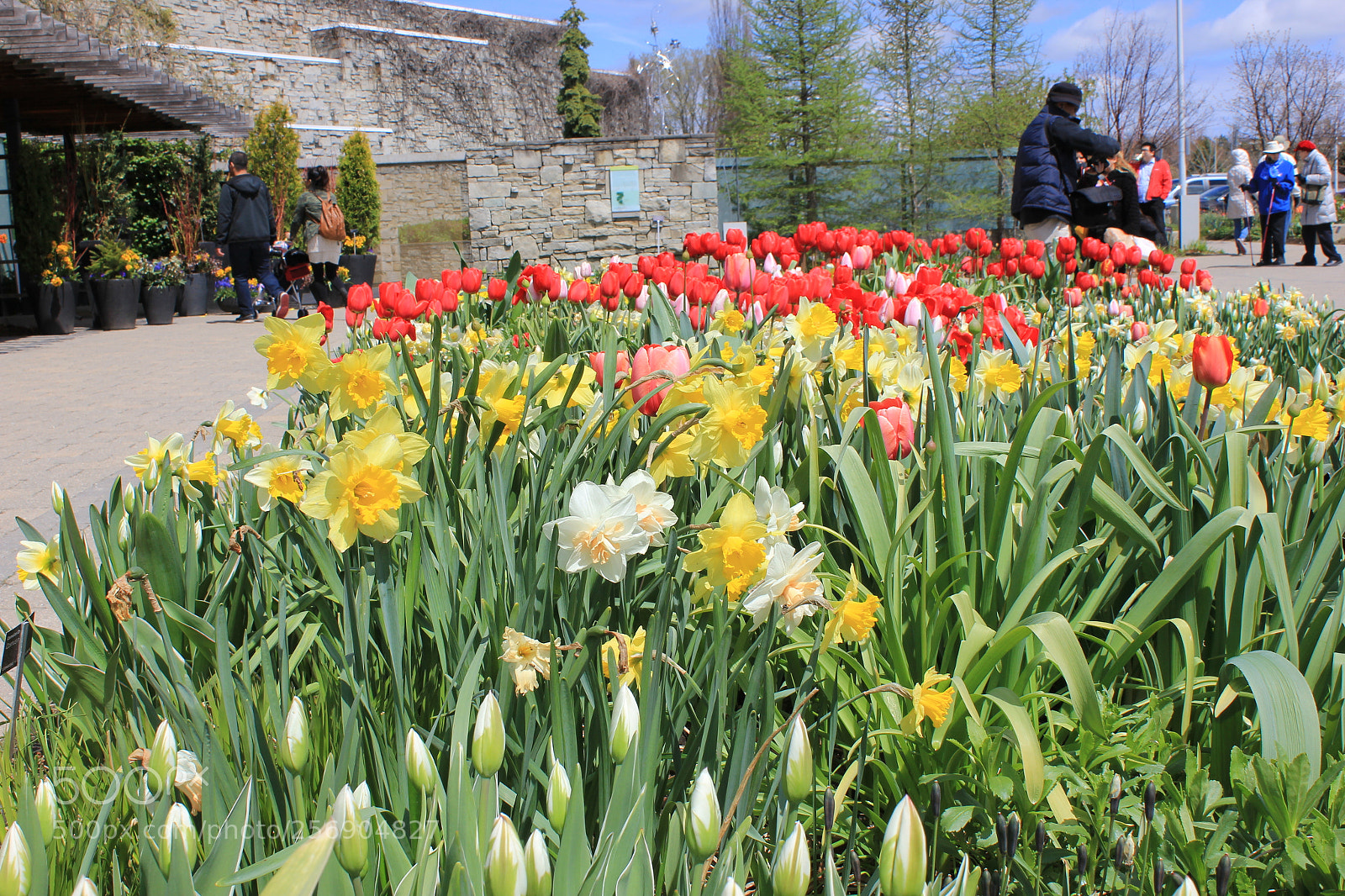Canon EOS 550D (EOS Rebel T2i / EOS Kiss X4) sample photo. Tulips, edward's gardens, toronto photography