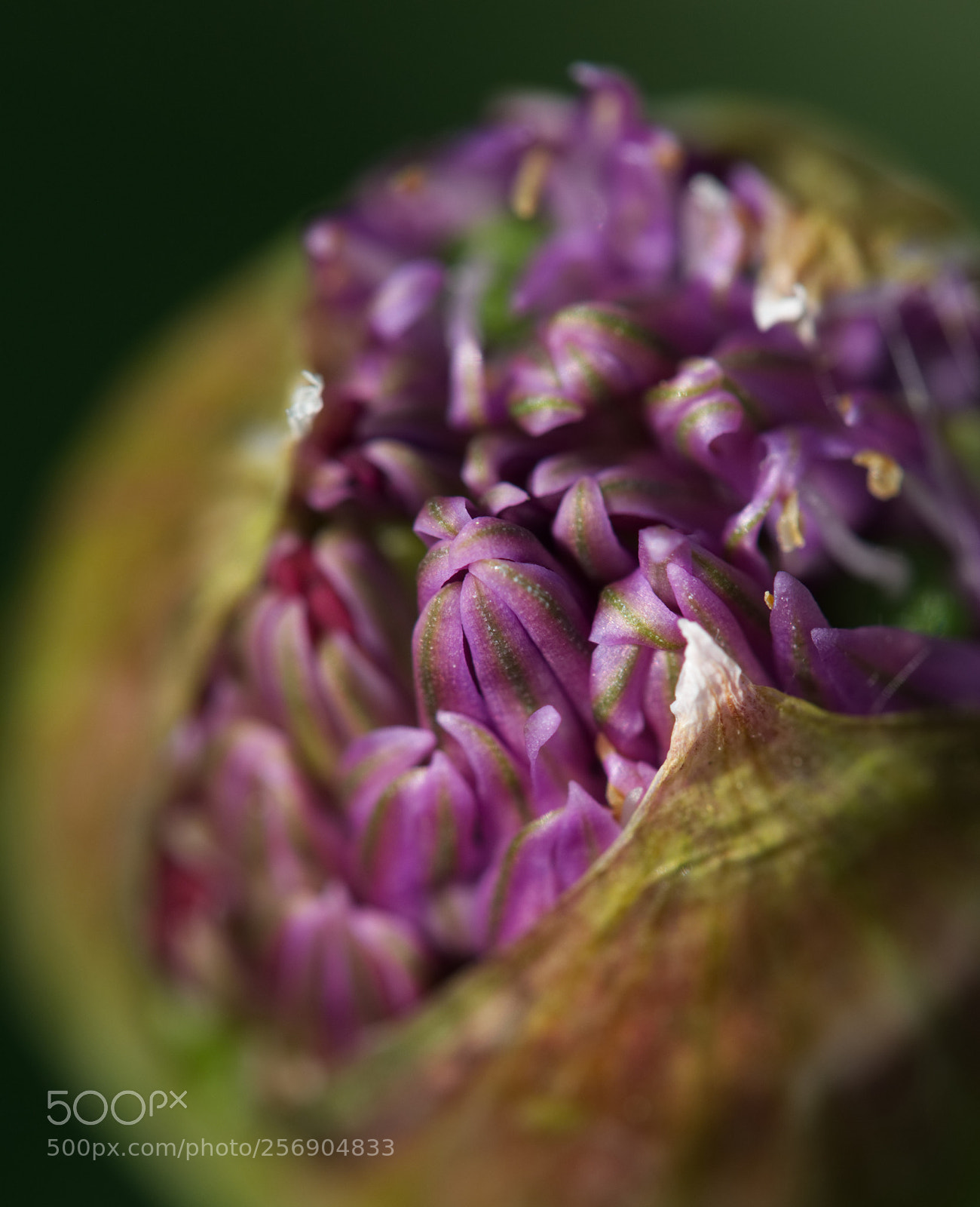Olympus OM-D E-M5 II sample photo. Allium flower close up 2 photography