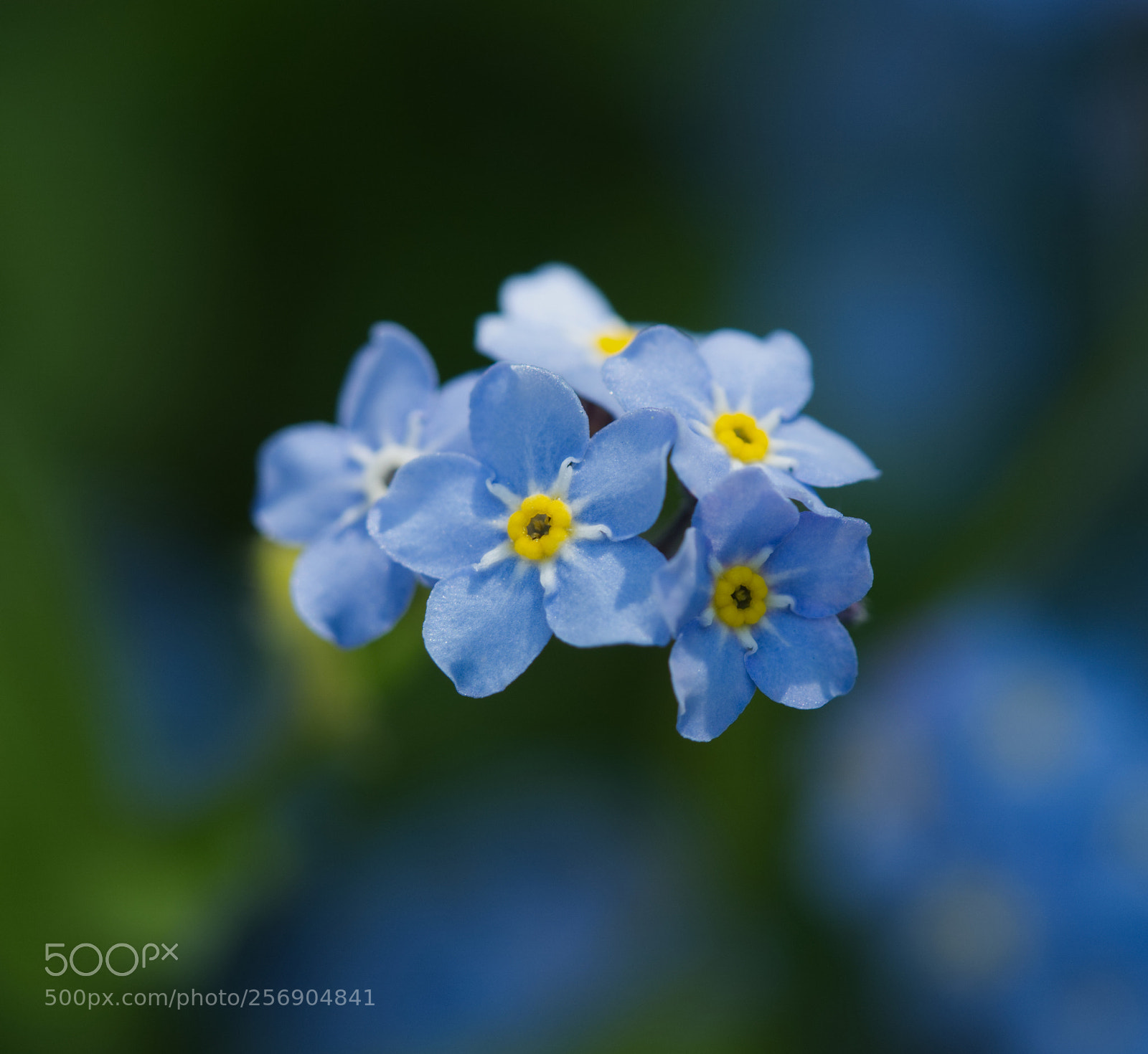 Olympus OM-D E-M5 II sample photo. Forget me not 2 photography