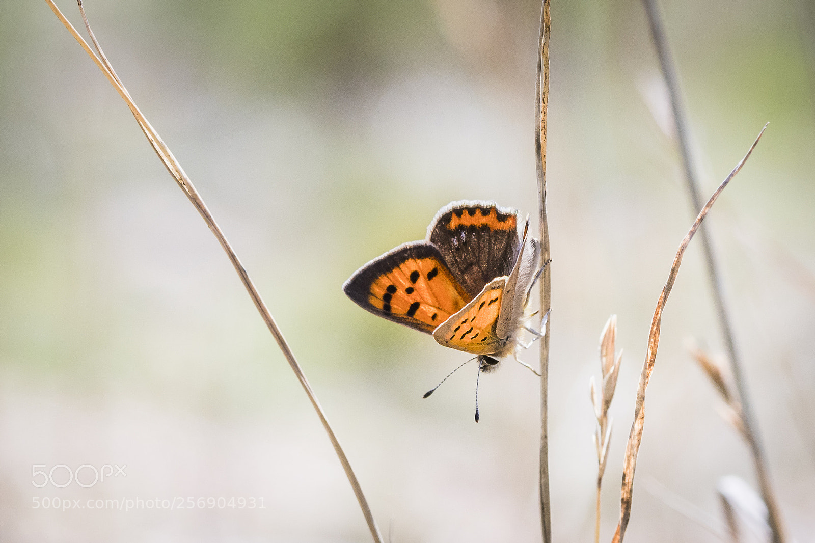 Nikon D500 sample photo. Lycaena phlaeas photography