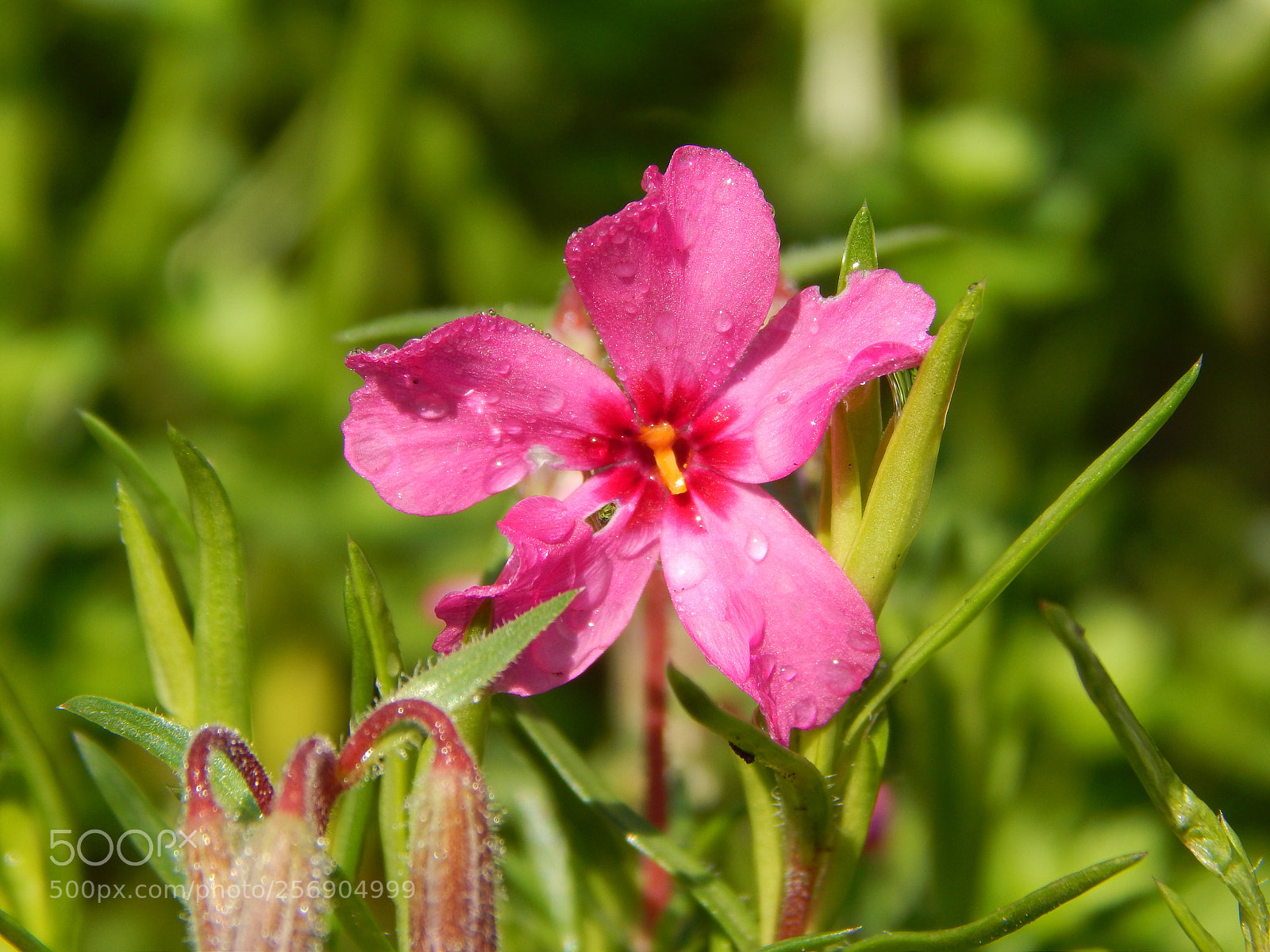 Nikon Coolpix L820 sample photo. Sunlight on my petals photography