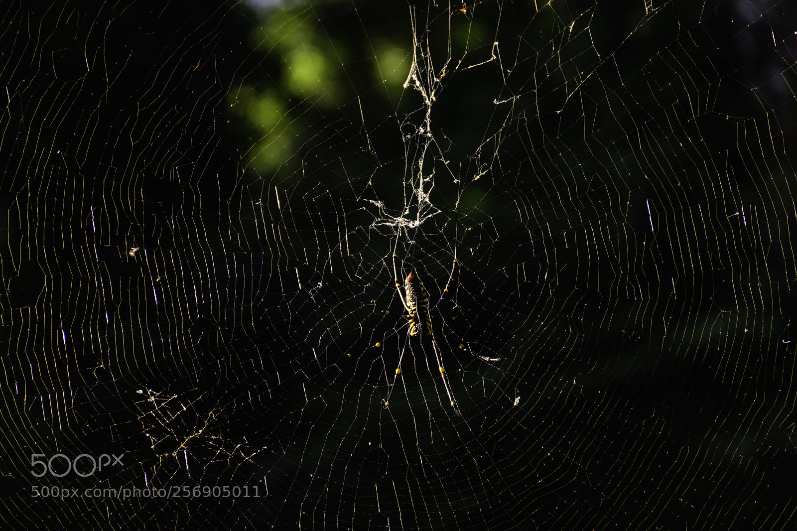 Nikon D7100 sample photo. This is spider photography