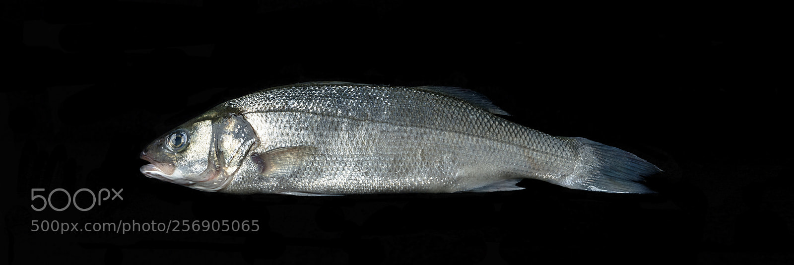 Nikon D850 sample photo. Fresh fish photography