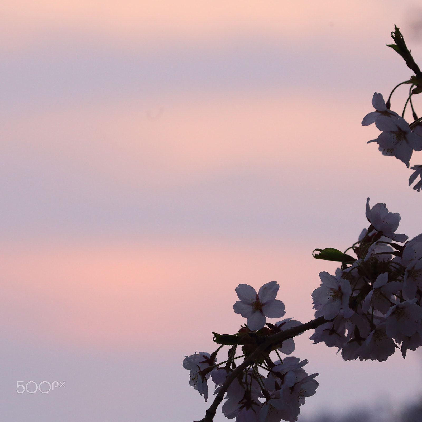 Canon EF 100-400mm F4.5-5.6L IS USM sample photo. Sunset cherry blossom photography