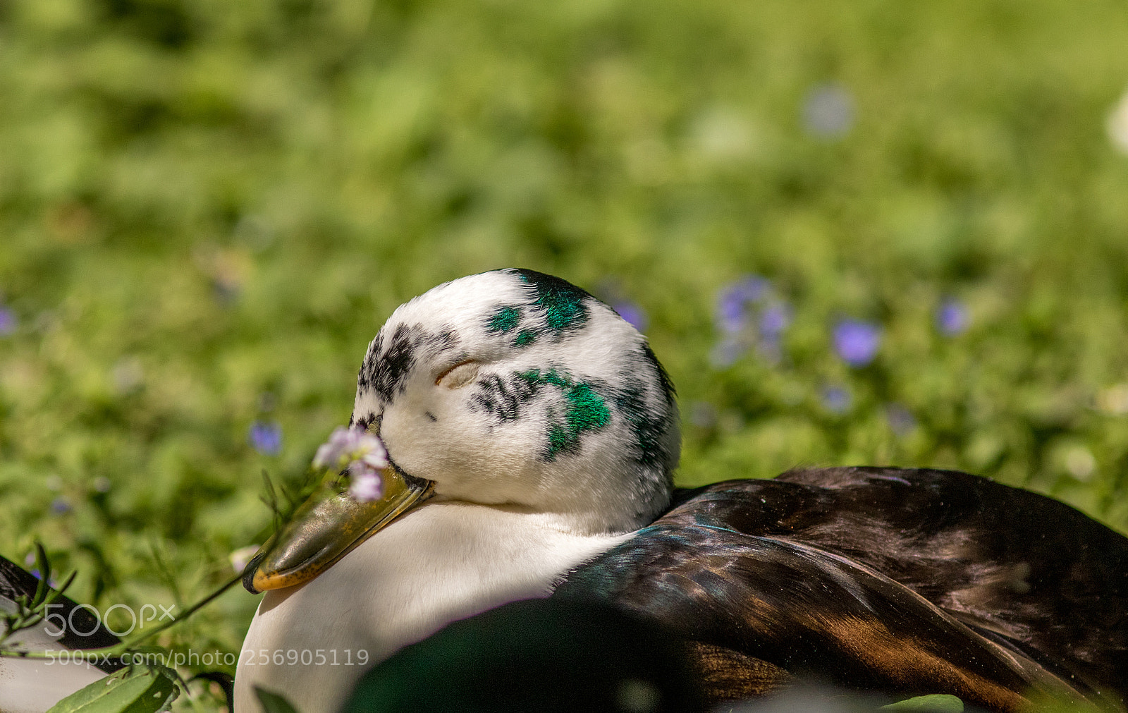 Canon EOS 7D Mark II sample photo. Mittagsschlaf photography