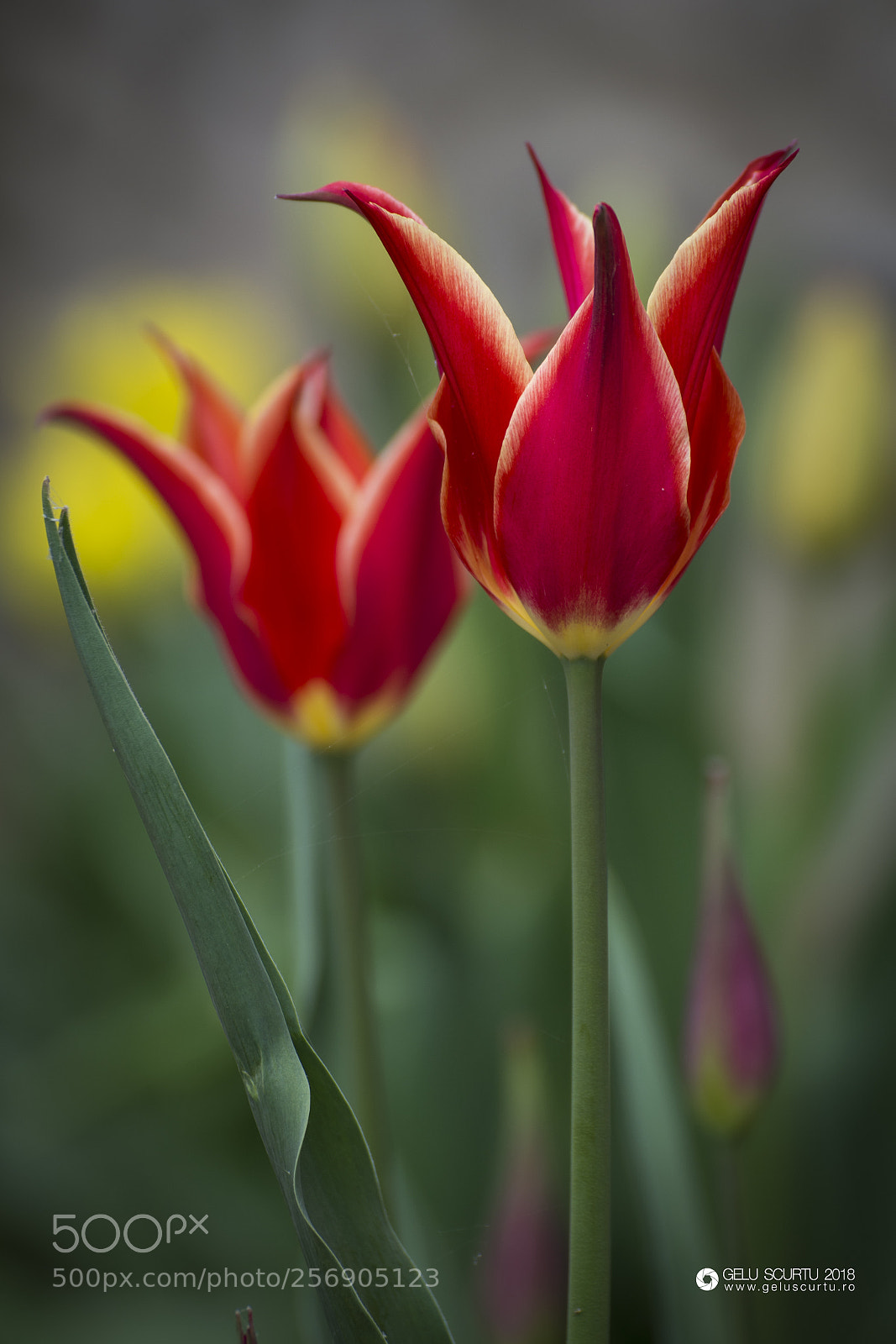 Nikon D7200 sample photo. Tulips photography