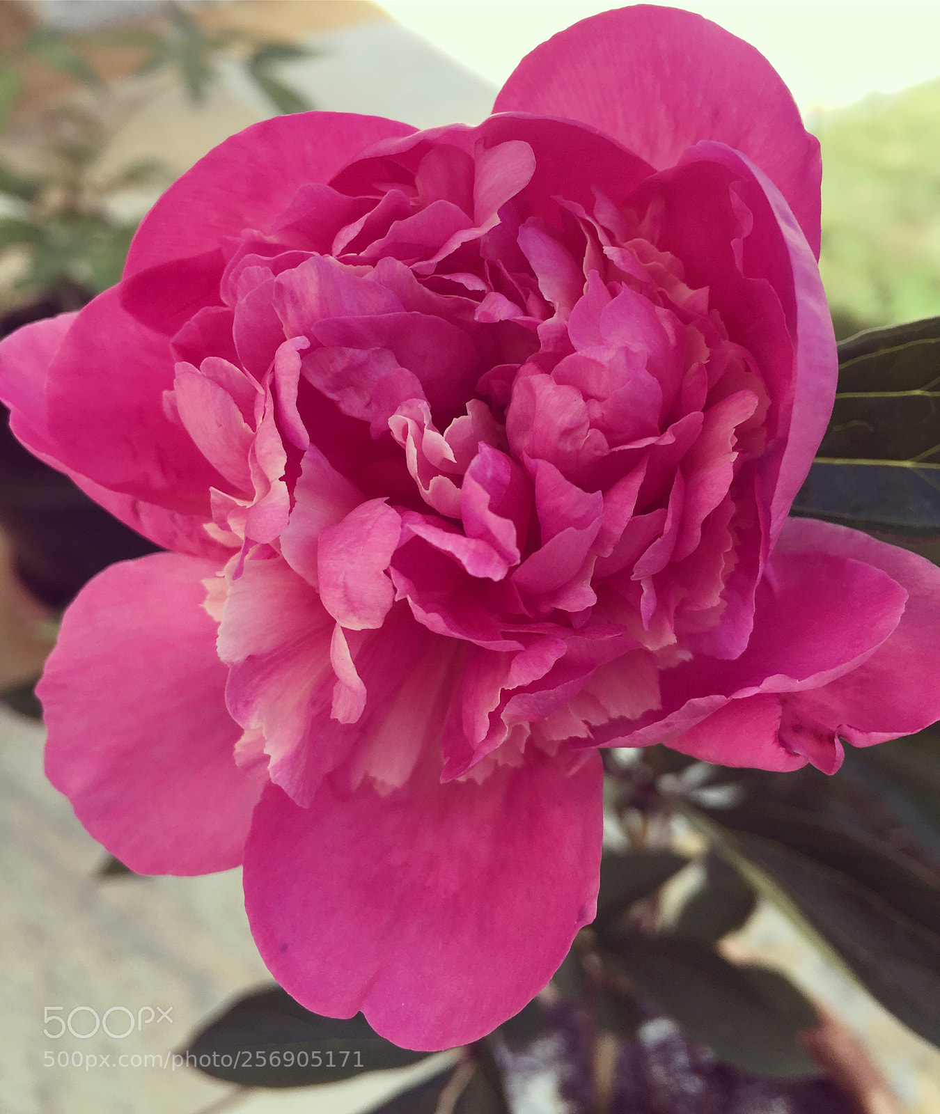 Apple iPhone 6s sample photo. Beauté  photography