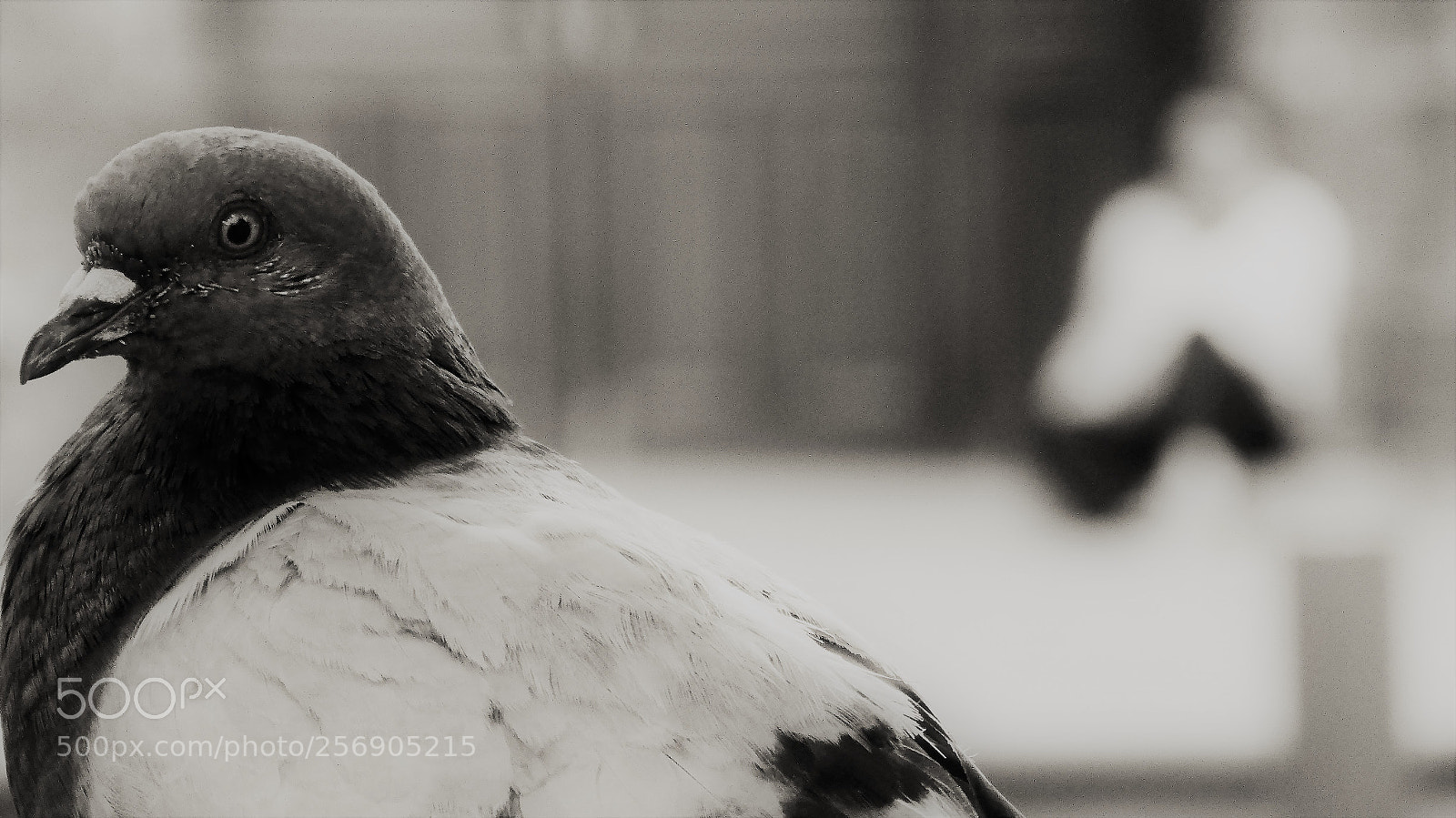 Panasonic Lumix DMC-ZS30 (Lumix DMC-TZ40) sample photo. The bird of peace photography