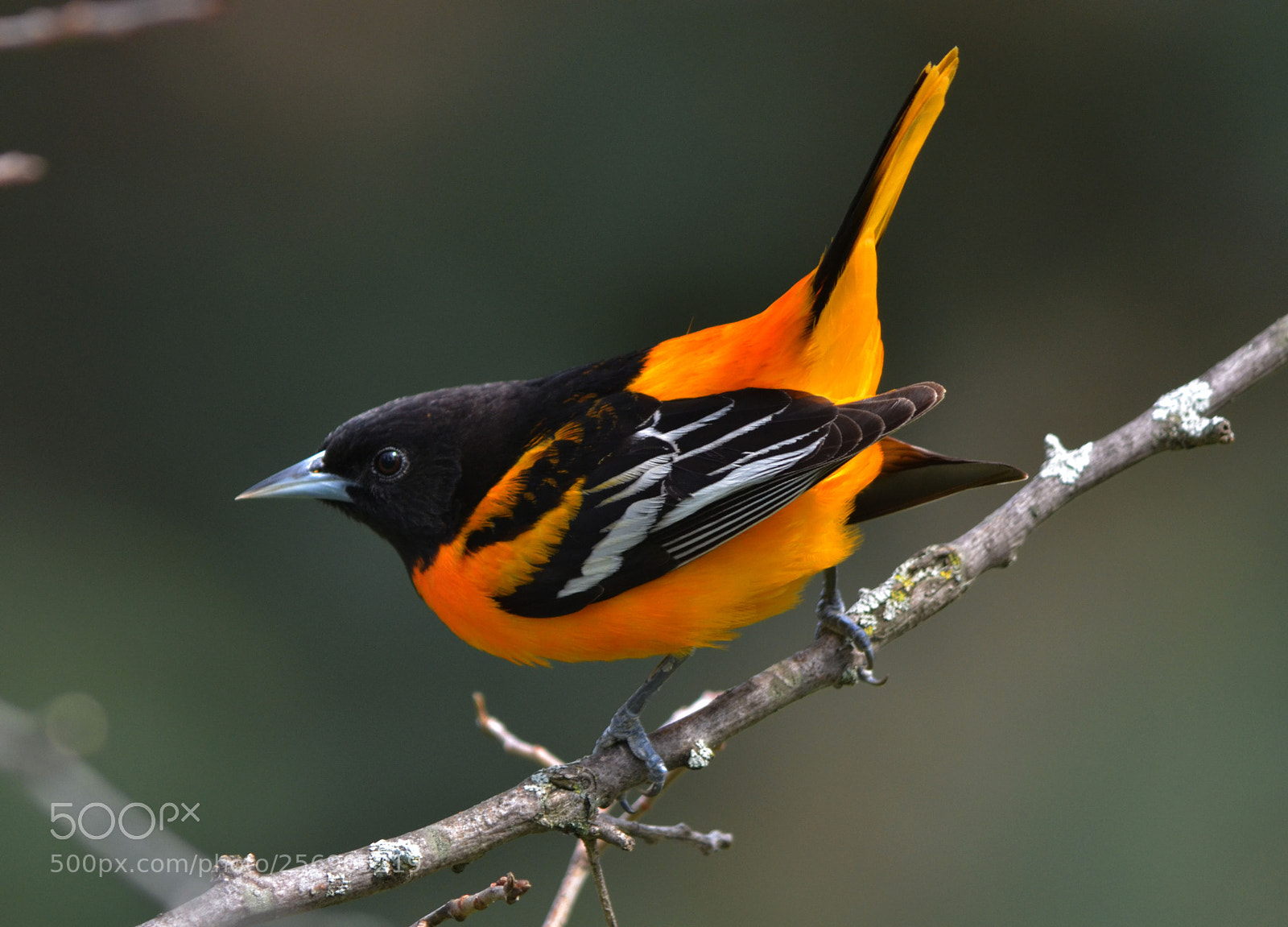 Nikon D7000 sample photo. Baltimore oriole photography