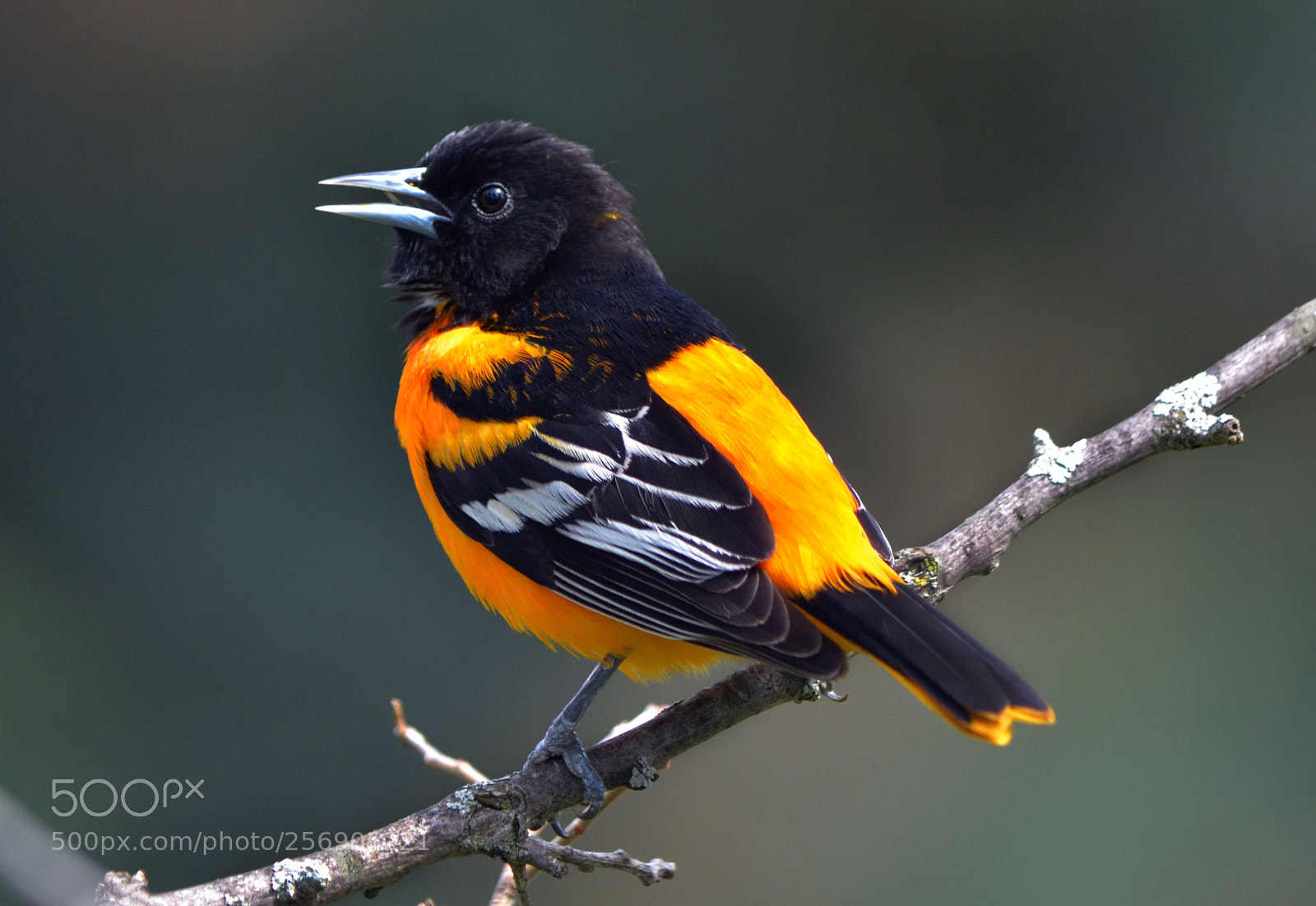 Nikon D7000 sample photo. Baltimore oriole photography
