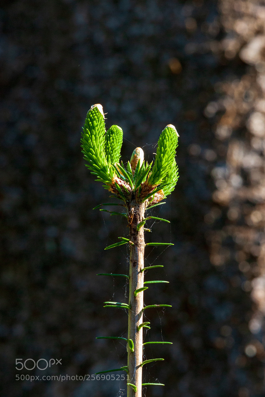 Canon EOS 5D Mark II sample photo. A small tree in photography