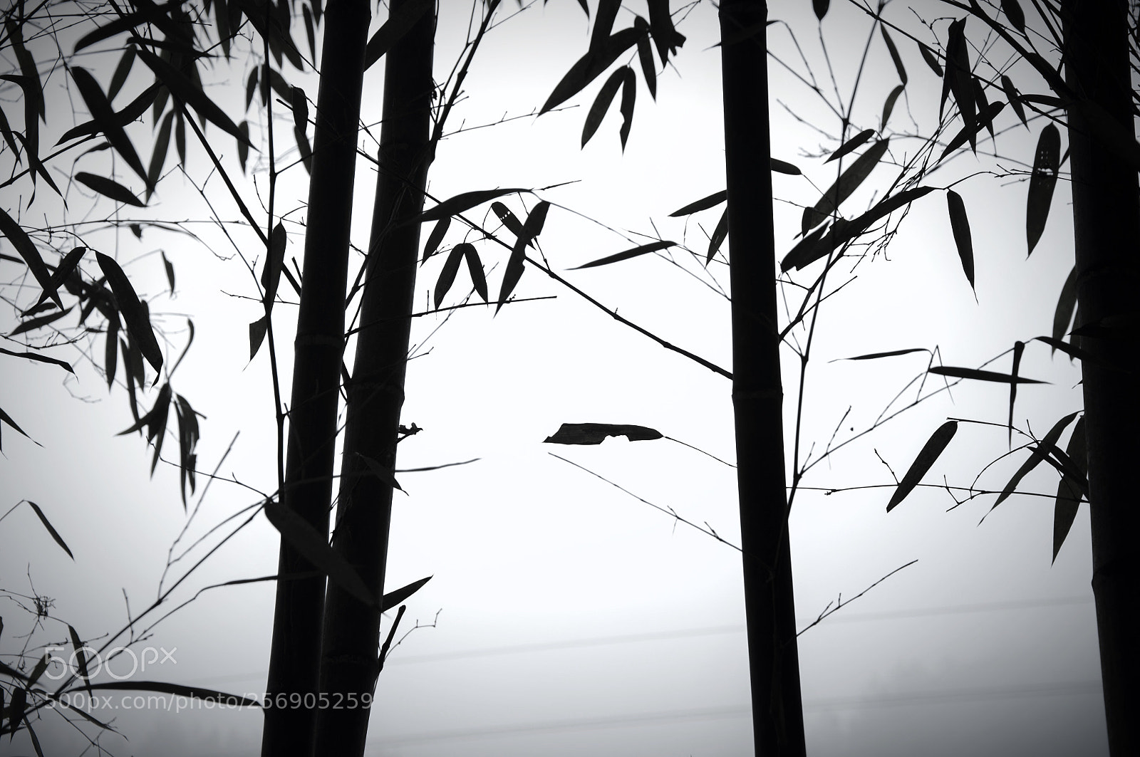 Nikon D5000 sample photo. Untitled photography