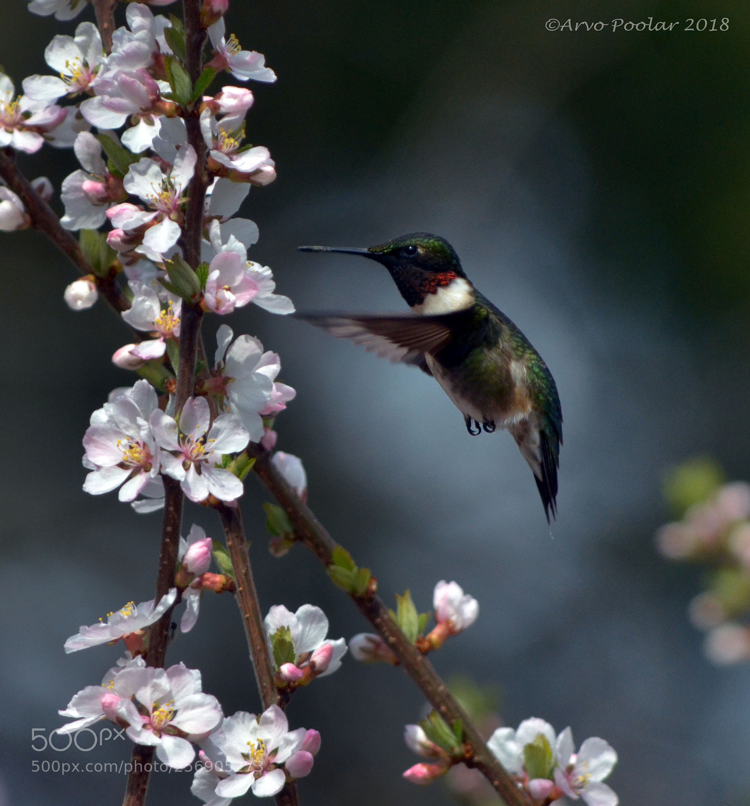 Nikon D7000 sample photo. Ruby throated hummingbird photography