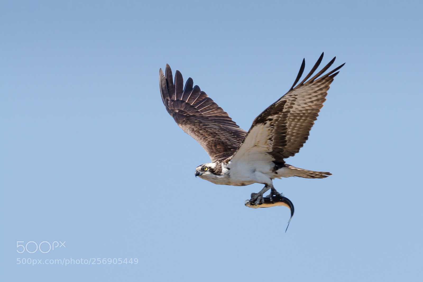 Nikon D7100 sample photo. Osprey with his catch photography