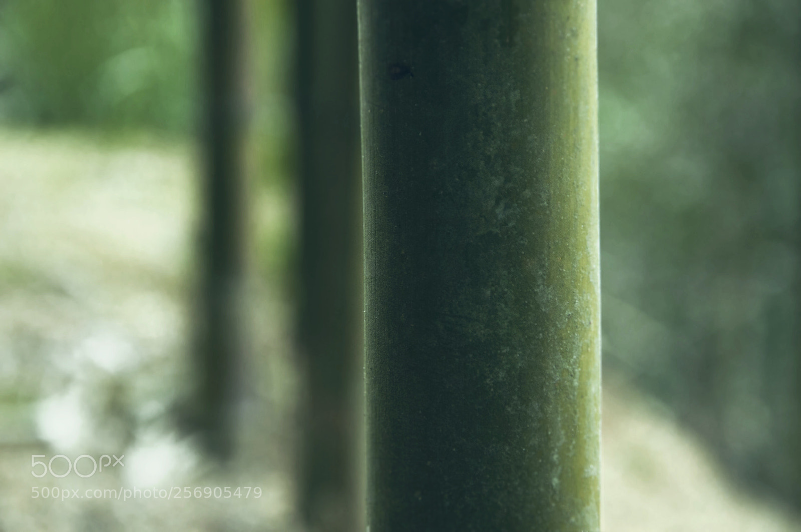 Nikon D5000 sample photo. Untitled photography