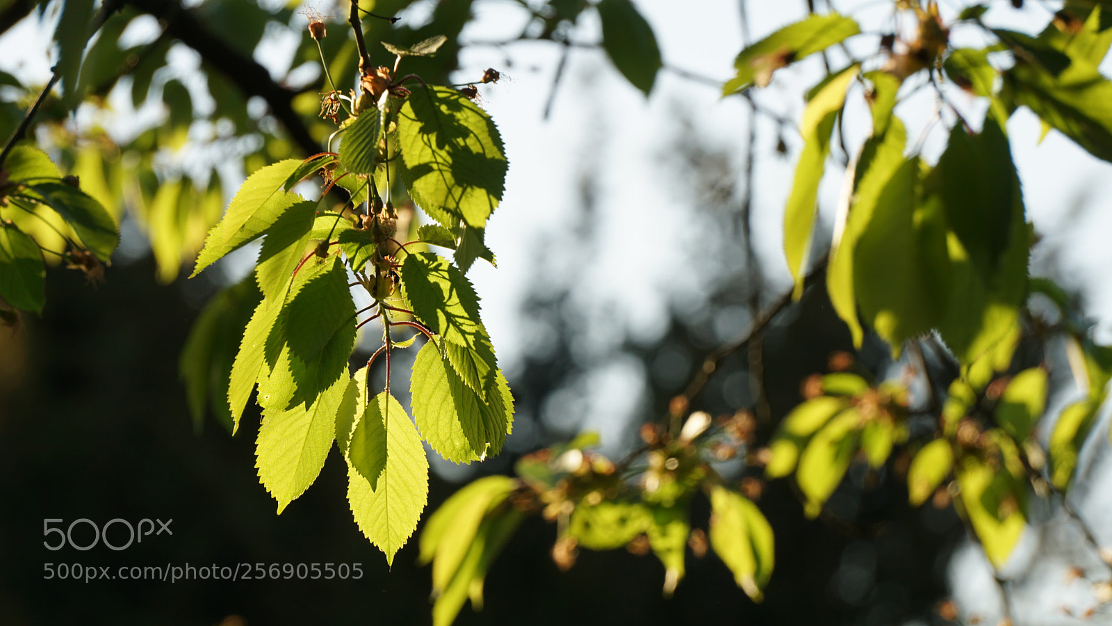Sony a6000 sample photo. Eveningsun photography