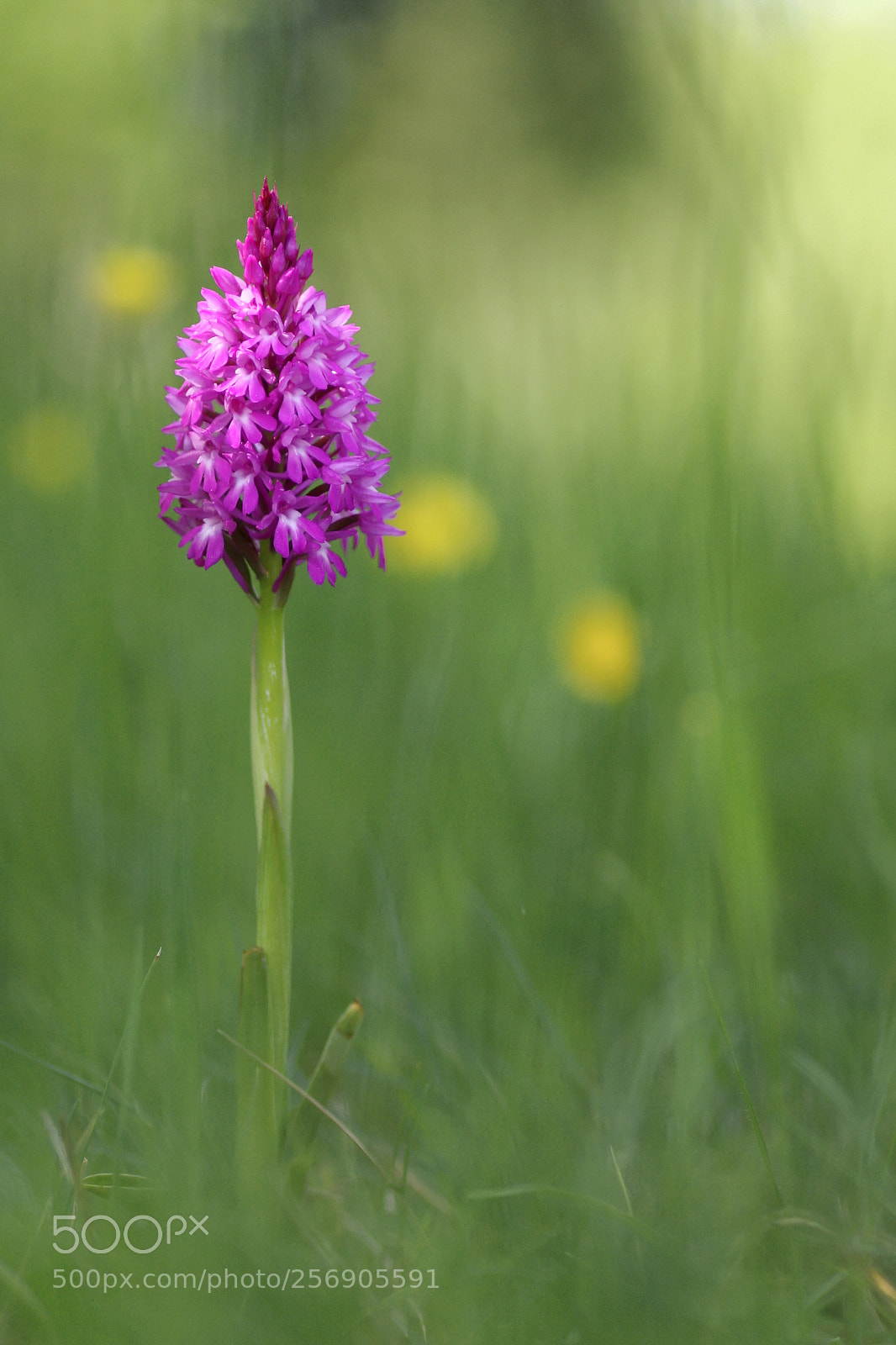 Canon EOS 40D sample photo. Orchis pyramidal photography