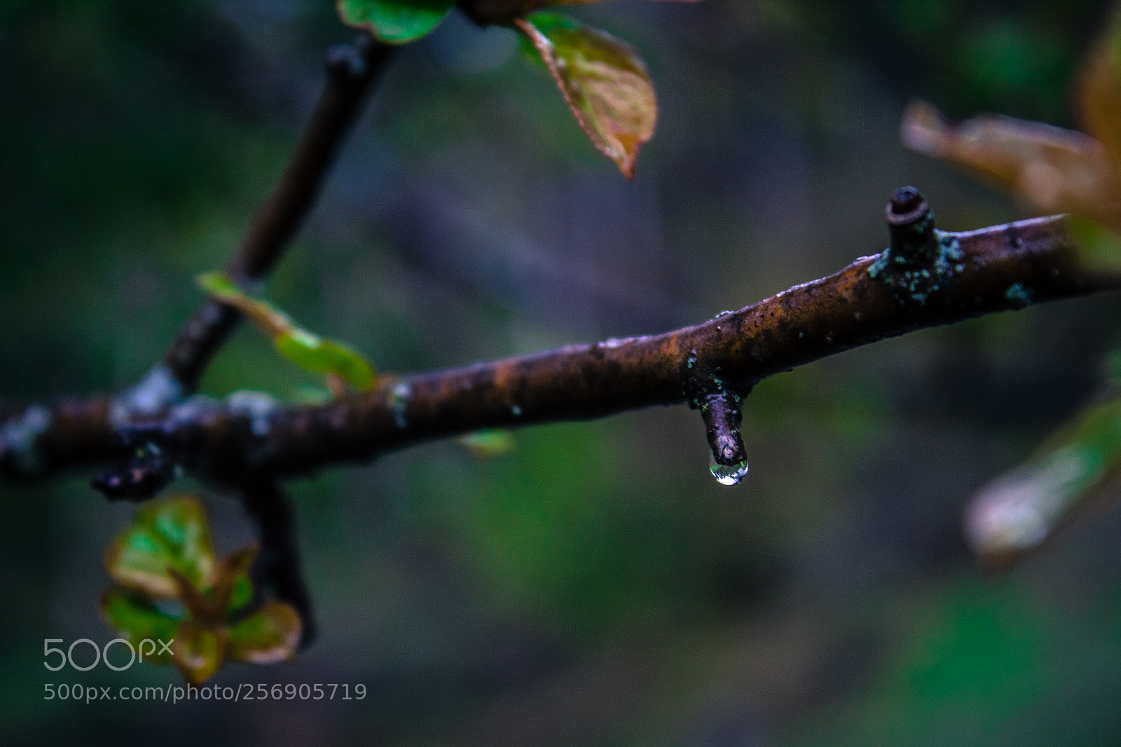 Canon EOS 1300D (EOS Rebel T6 / EOS Kiss X80) sample photo. After the rain photography