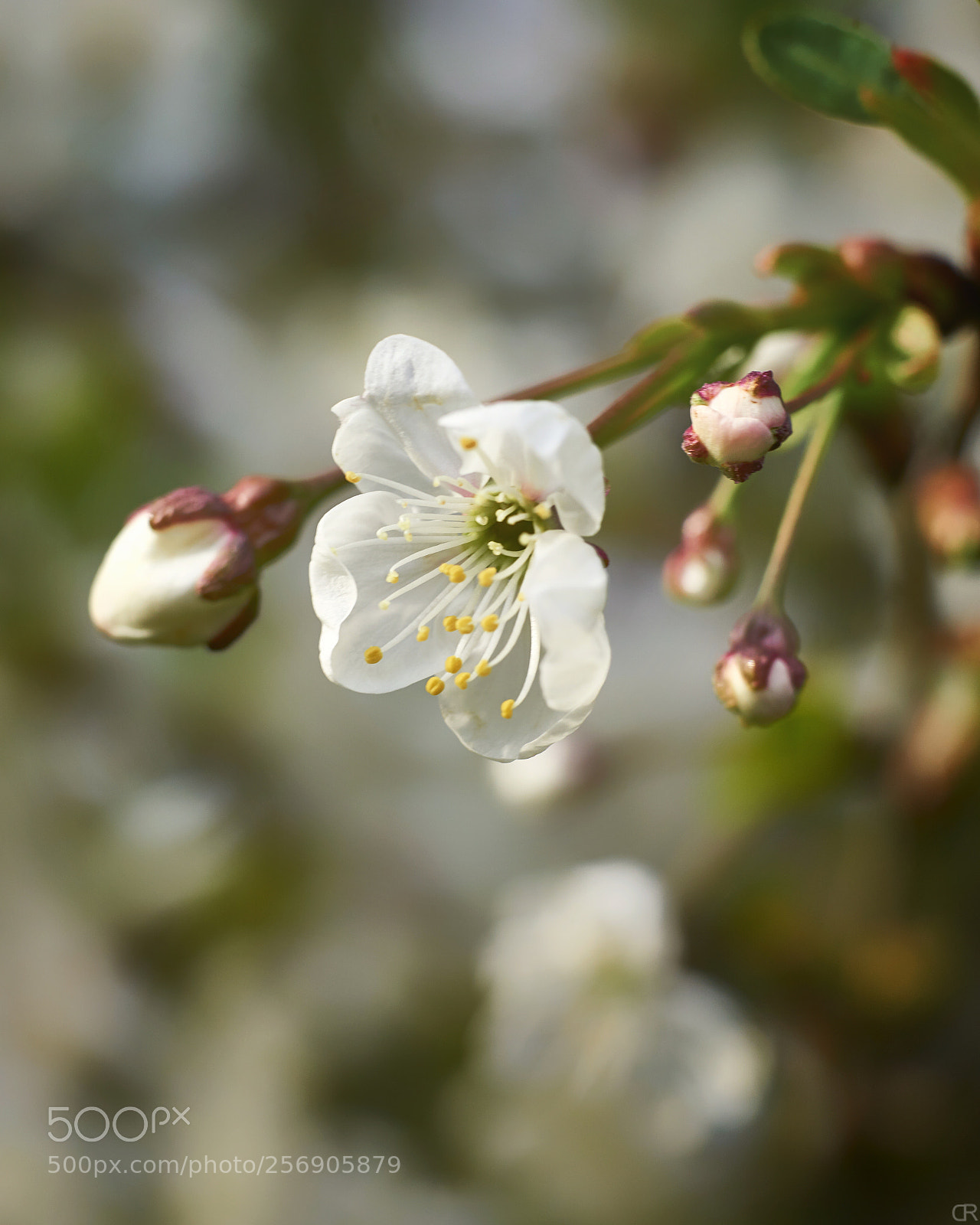 Sony a6000 sample photo. Kirschblütenknospen photography