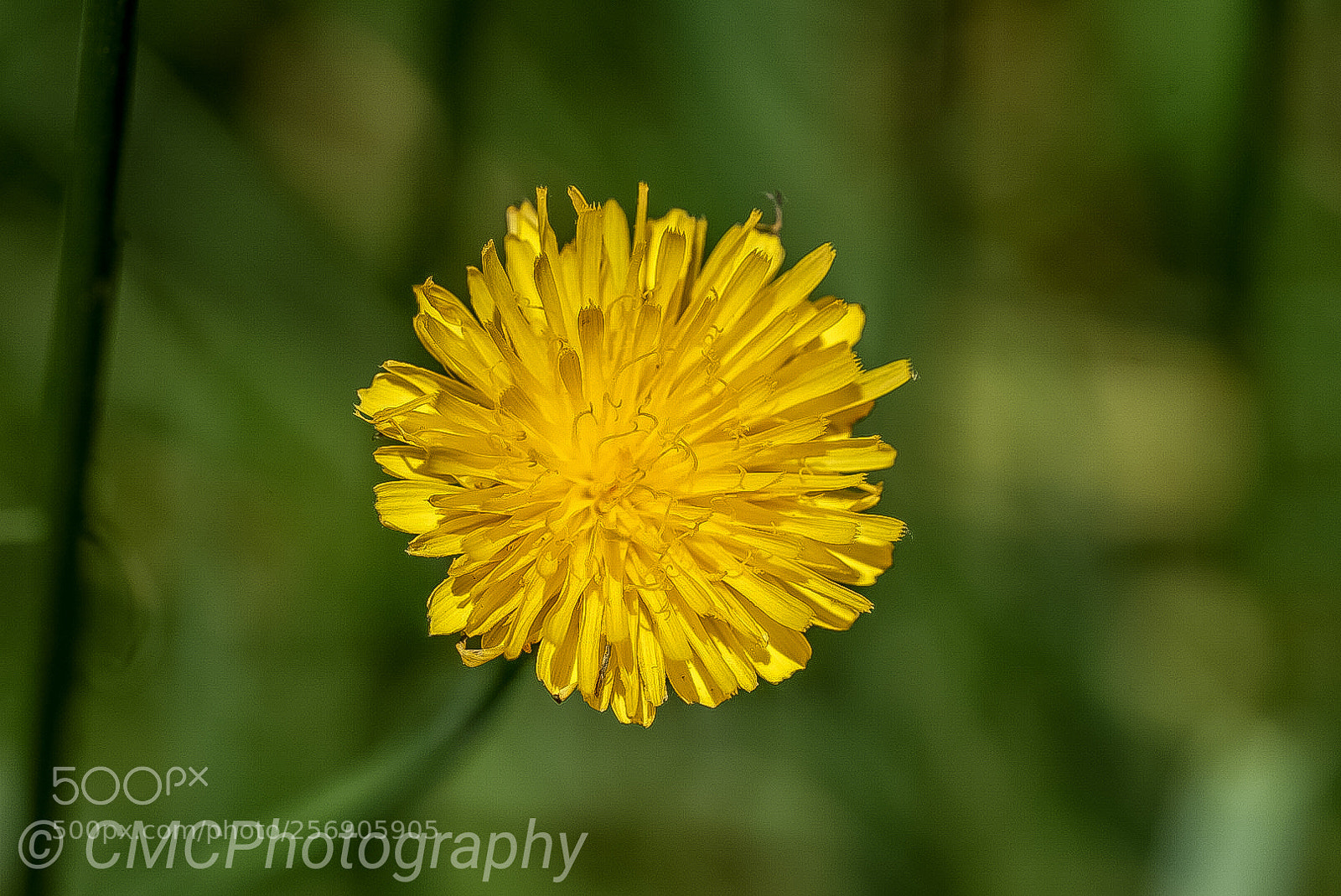 Sony a7 sample photo. Untitled photography