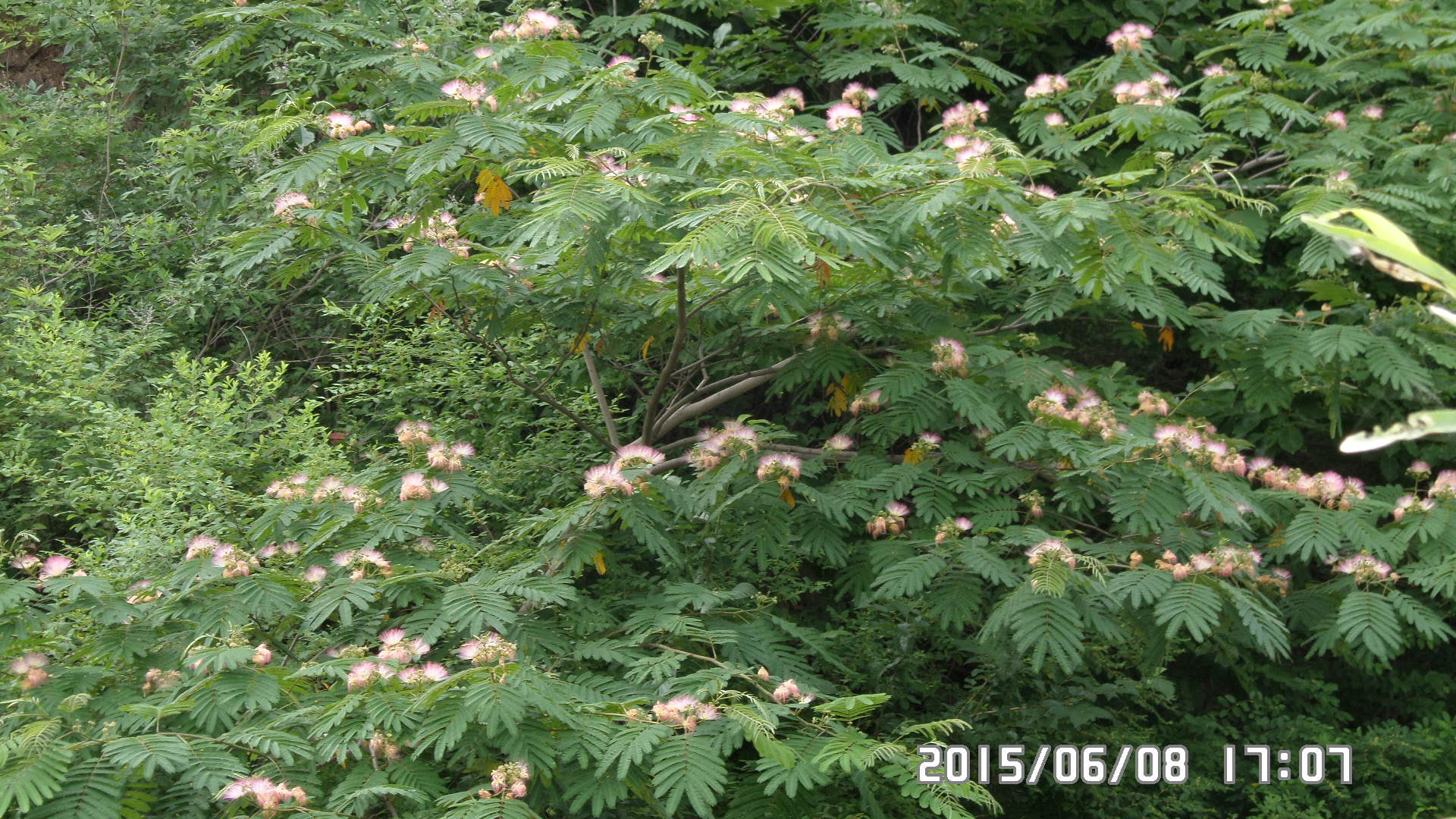 Samsung WB30F/WB31F/WB32F sample photo