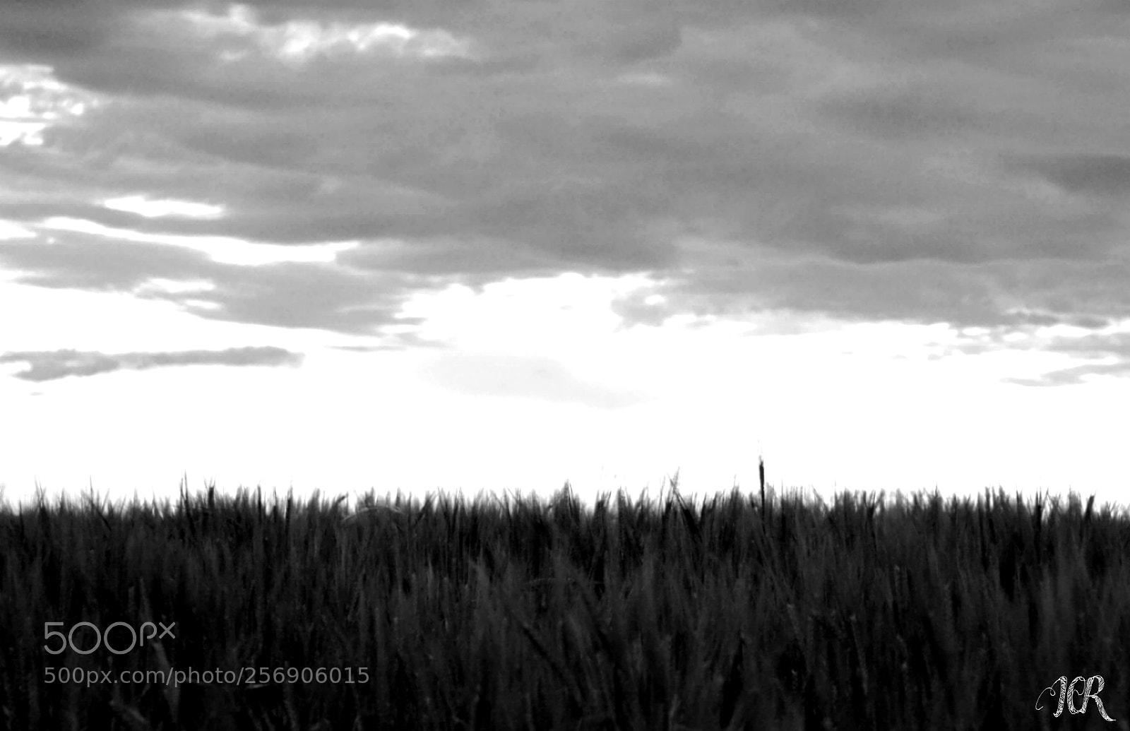 Nikon D5200 sample photo. Blanco y negro photography
