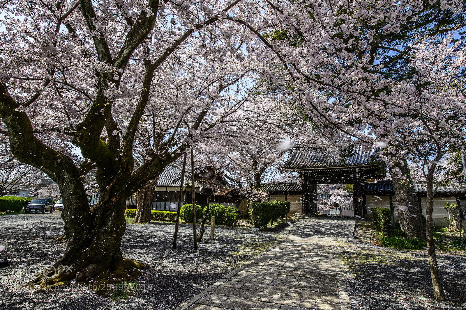Nikon D850 sample photo. Sakura kyoto japan photography